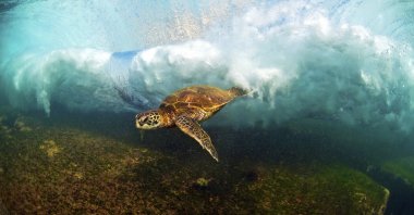 A Hawaiian green sea turtle swims through a breaking wave, near Haleiwa, Hawaii. (AP Photo)