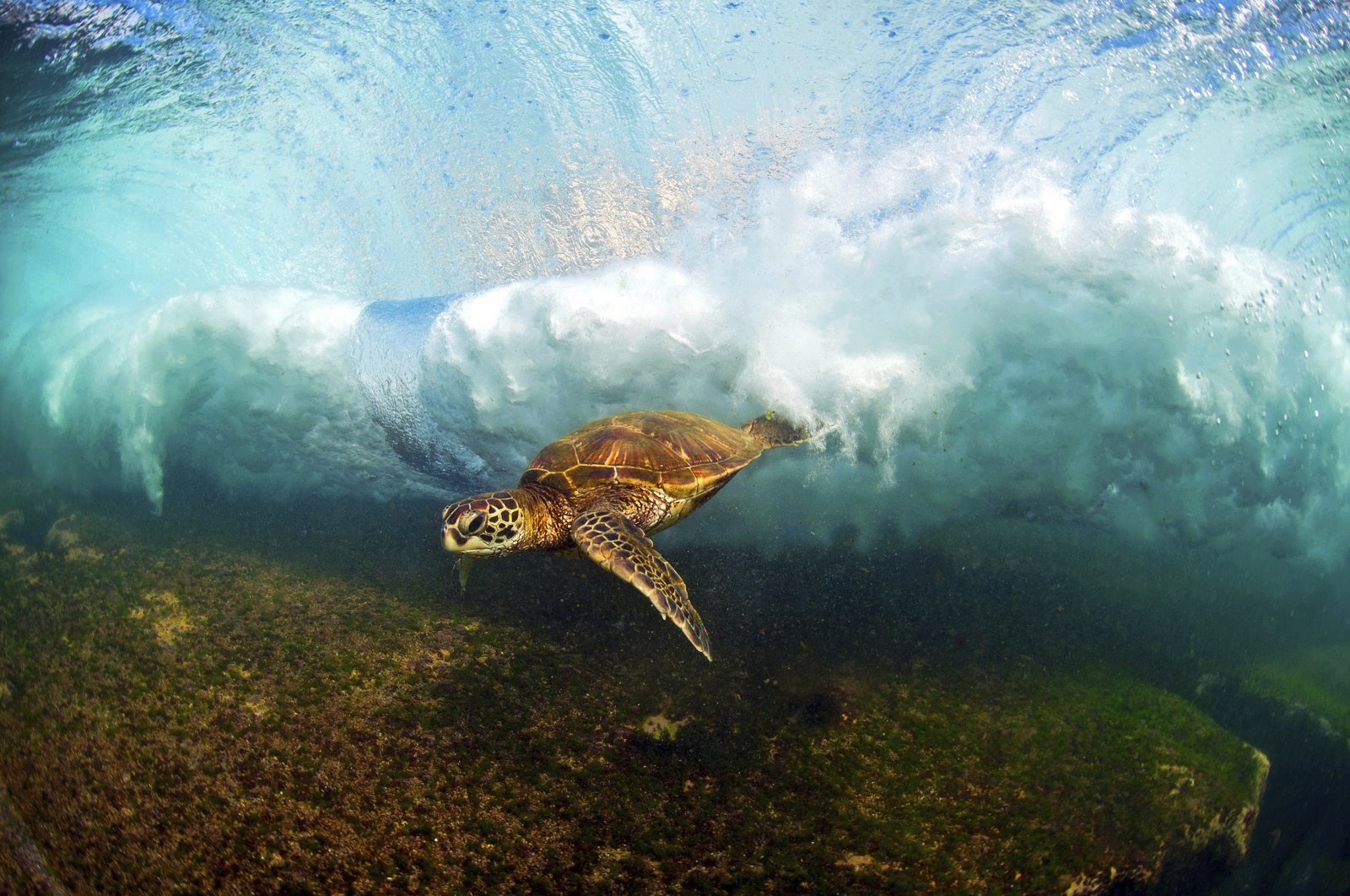 A Hawaiian green sea turtle swims through a breaking wave, near Haleiwa, Hawaii. (AP Photo)