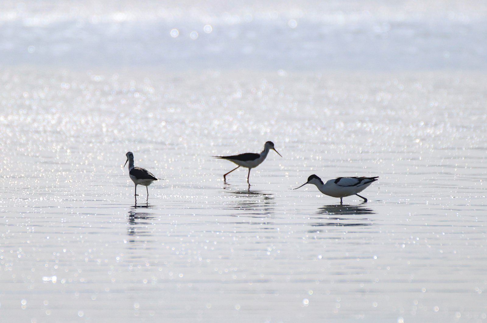 Cekungan Danau Van Turki menyambut kembali burung setelah kekeringan