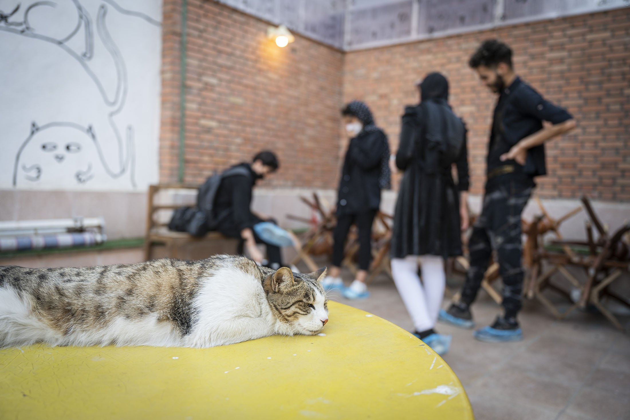 A cat lies in the sun on the roof terrace of the Museum of Persian Cats, in Tehran, Iran. (dpa Photo)