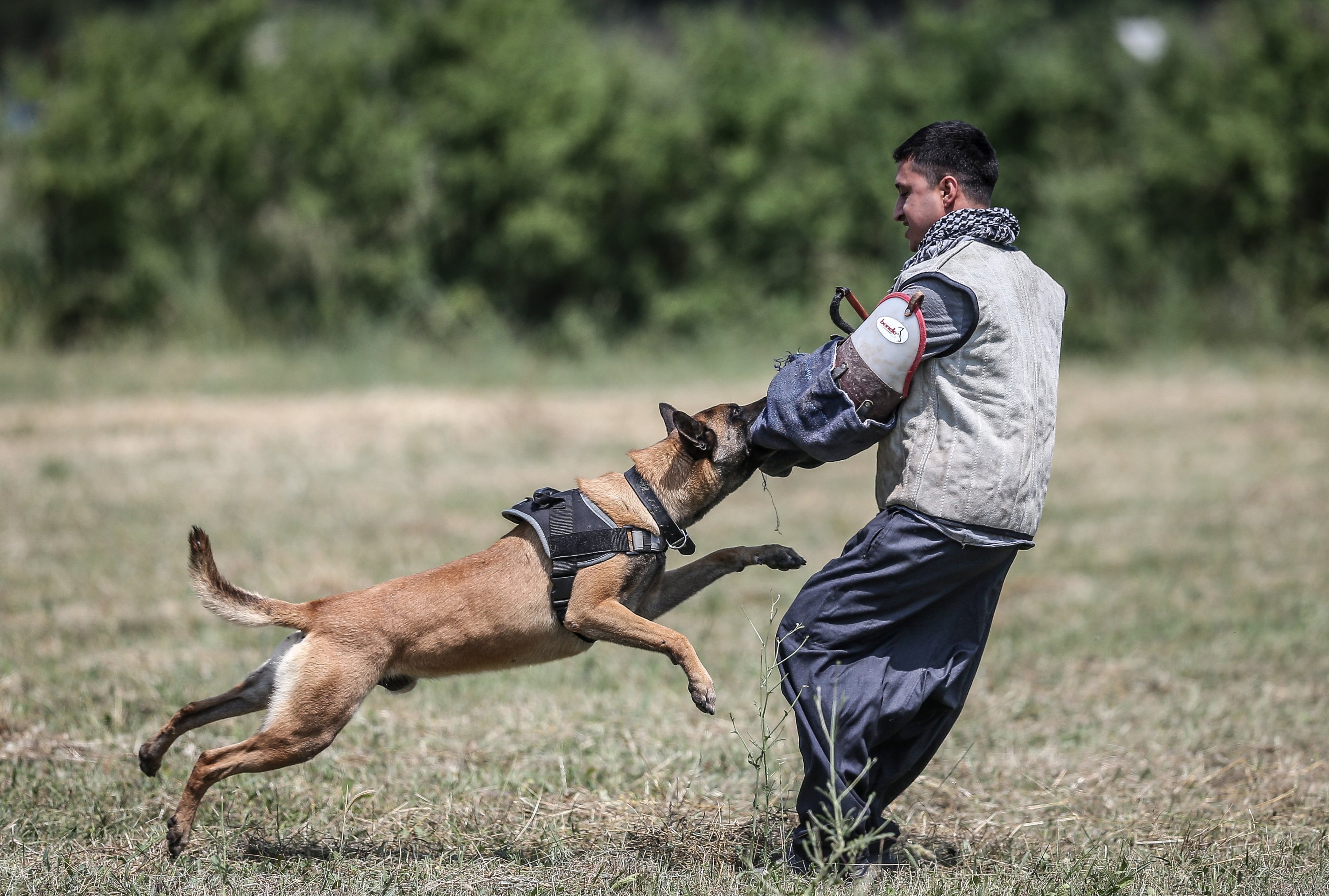 Seekor anjing dalam sesi latihan, 20 Juni 2022. (AA PHOTO)