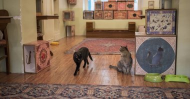 No less than 27 cats, which roam exhibition spaces, live at the Museum of Persian Cats, in Tehran, Iran. (dpa Photo)