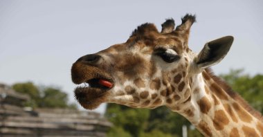 A giraffe eats watermelon, as zookeepers monitor the animals during heatwave conditions sweeping across France, in the Vincennes Zoo, Paris, France, June 18, 2022. (AFP Photo)