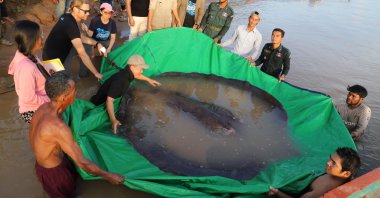 In this photo provided by Wonders of the Mekong taken on June 14, 2022, a team of Cambodian and American scientists and researchers, along with Fisheries Administration officials  prepare to release a giant freshwater stingray back into the Mekong River in the northeastern province of Stung Treng, Cambodia. (Chhut Chheana/Wonders of the Mekong via AP)