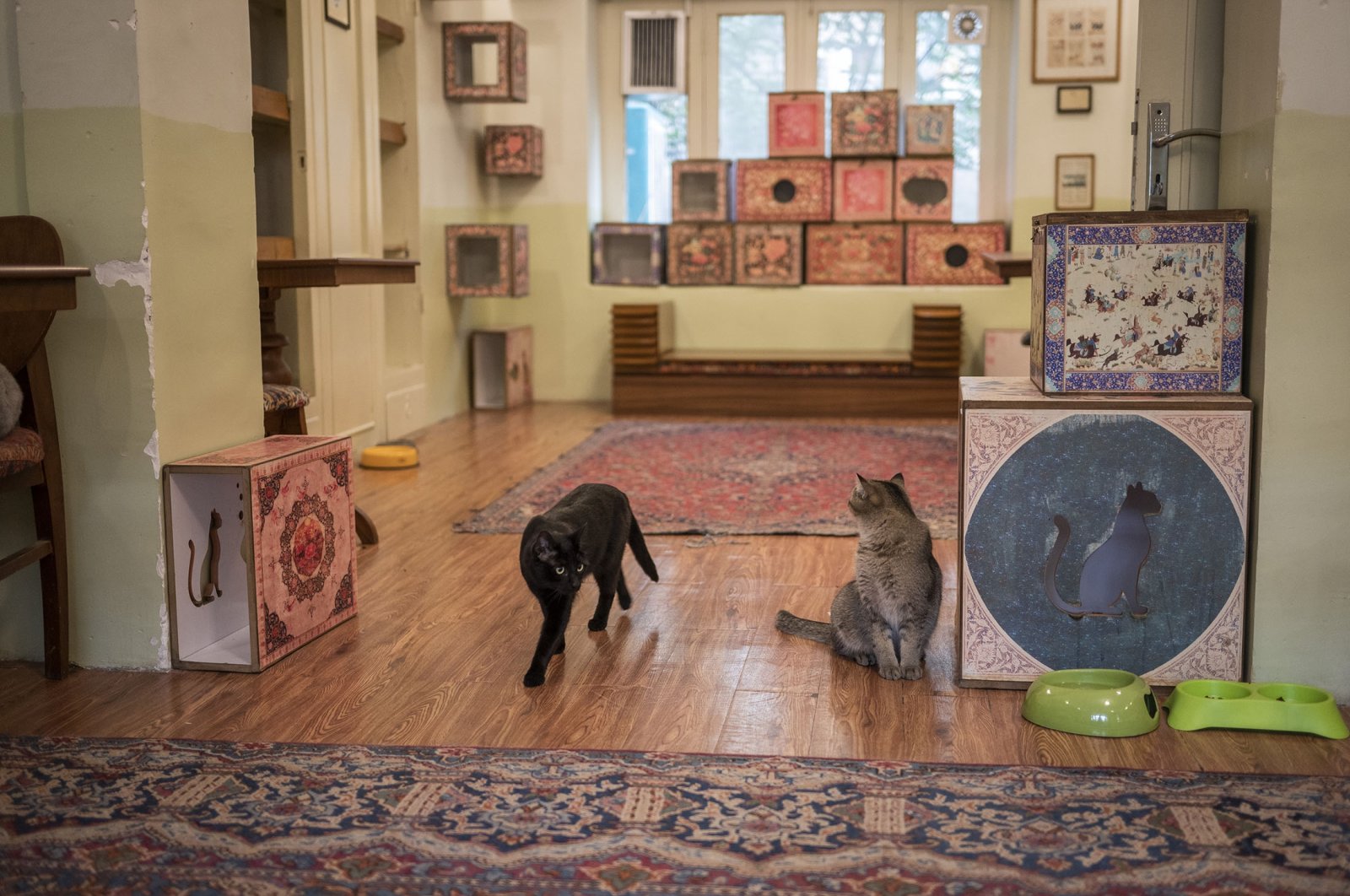 No less than 27 cats, which roam exhibition spaces, live at the Museum of Persian Cats, in Tehran, Iran. (dpa Photo)