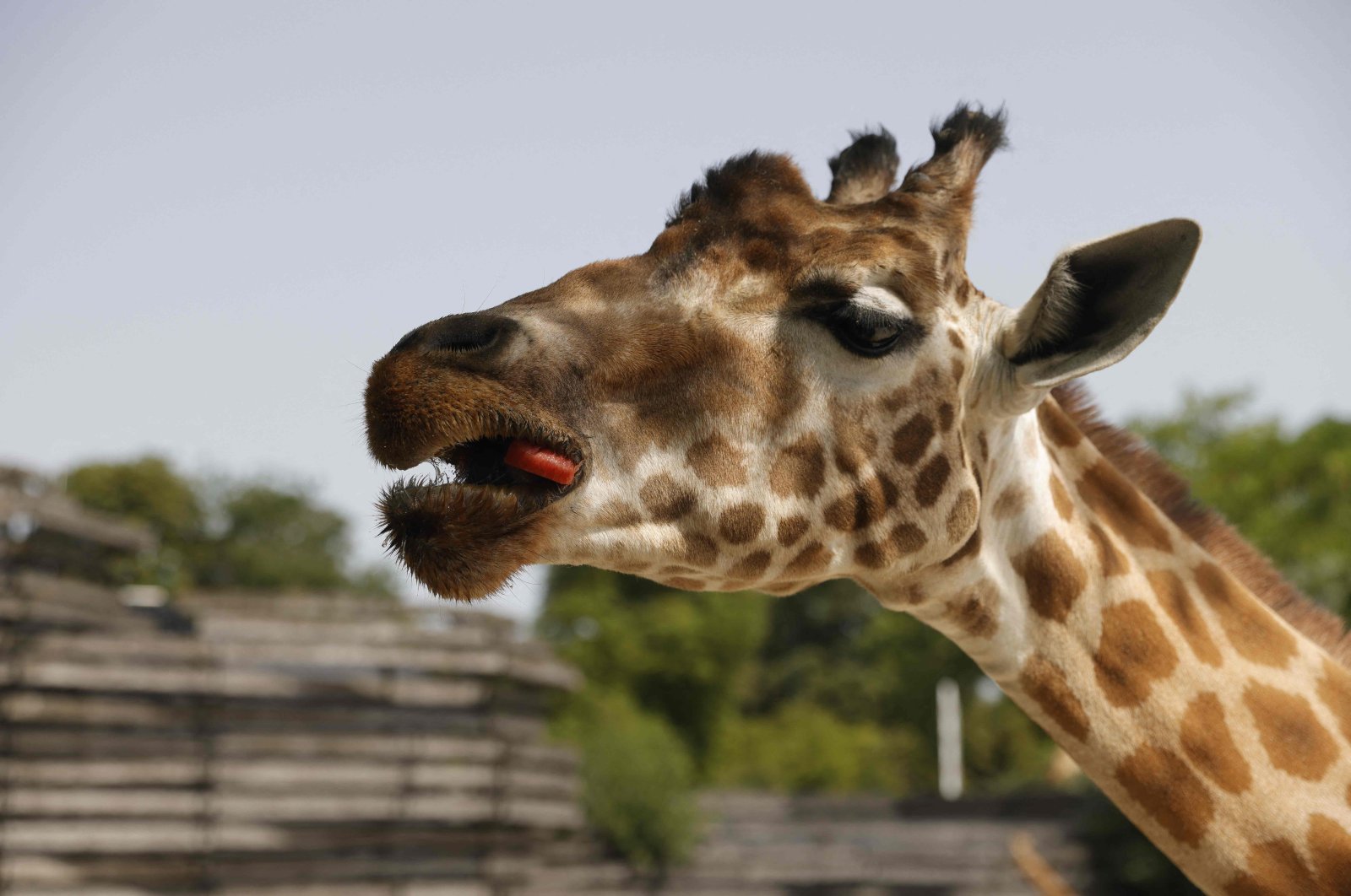 A giraffe eats watermelon, as zookeepers monitor the animals during heatwave conditions sweeping across France, in the Vincennes Zoo, Paris, France, June 18, 2022. (AFP Photo)