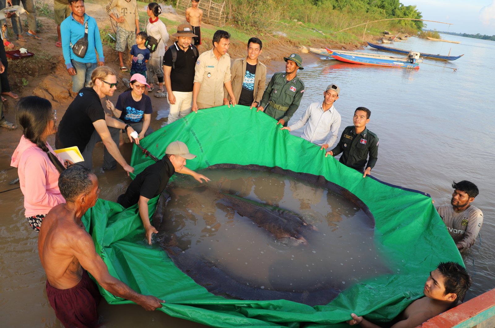 In this photo provided by Wonders of the Mekong taken on June 14, 2022, a team of Cambodian and American scientists and researchers, along with Fisheries Administration officials  prepare to release a giant freshwater stingray back into the Mekong River in the northeastern province of Stung Treng, Cambodia. (Chhut Chheana/Wonders of the Mekong via AP)