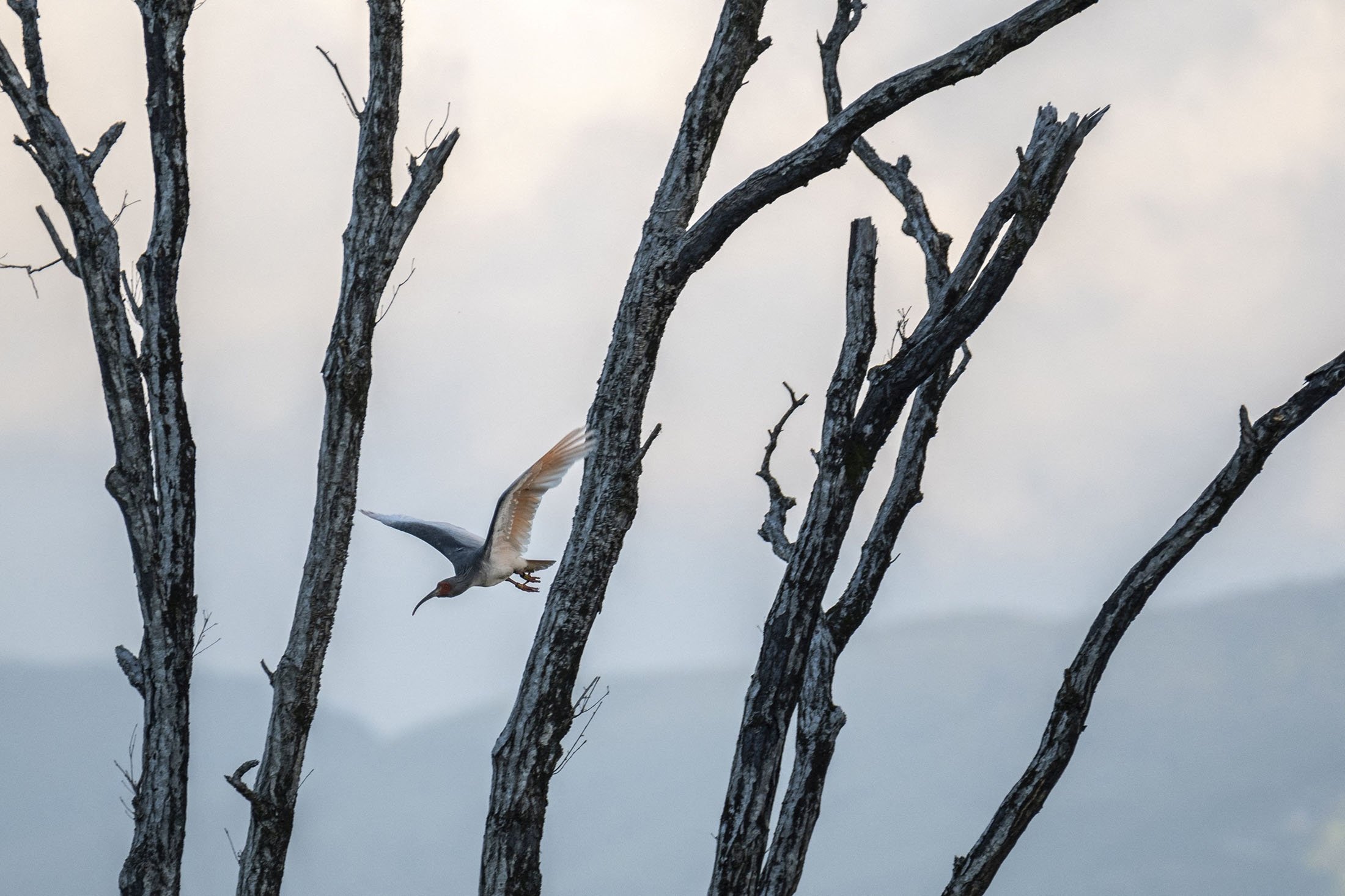 A wild toki bird takes flight on Sado island, Niigata prefecture, Japan, May 8, 2022. (AFP Photo)