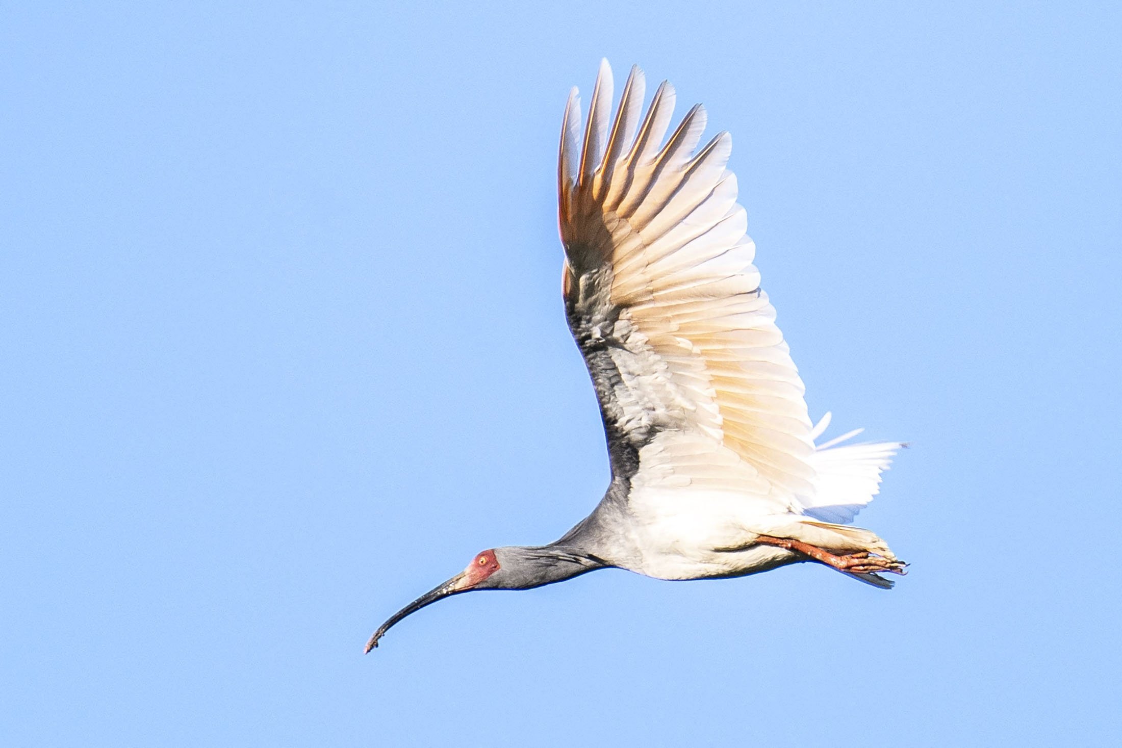 Seekor burung toki liar terbang di pulau Sado, prefektur Niigata, Jepang, 8 Mei 2022. (AFP Photo)