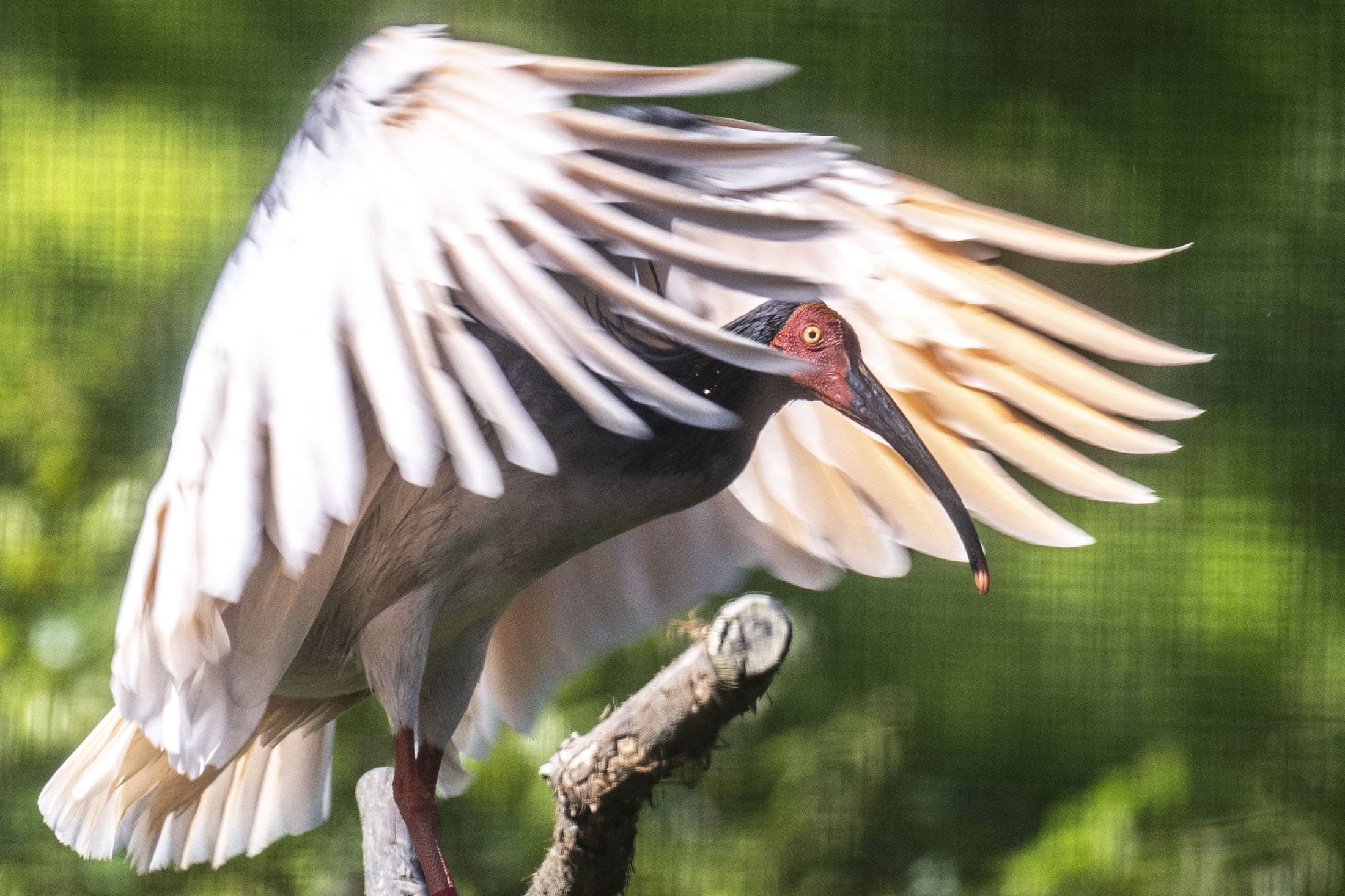 Seekor burung toki yang ditangkap di pulau Sado, prefektur Niigata, Jepang, 8 Mei 2022. (AFP Photo)