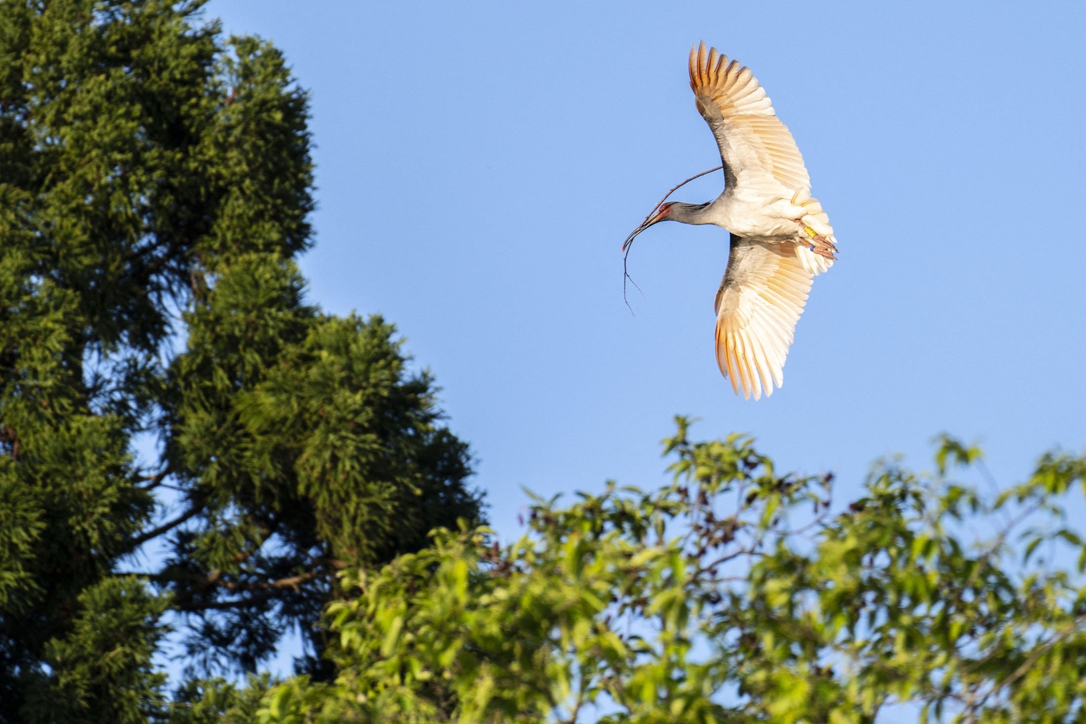 A wild toki bird in flight on Sado island, Niigata prefecture, Japan, May 8, 2022. (AFP Photo)