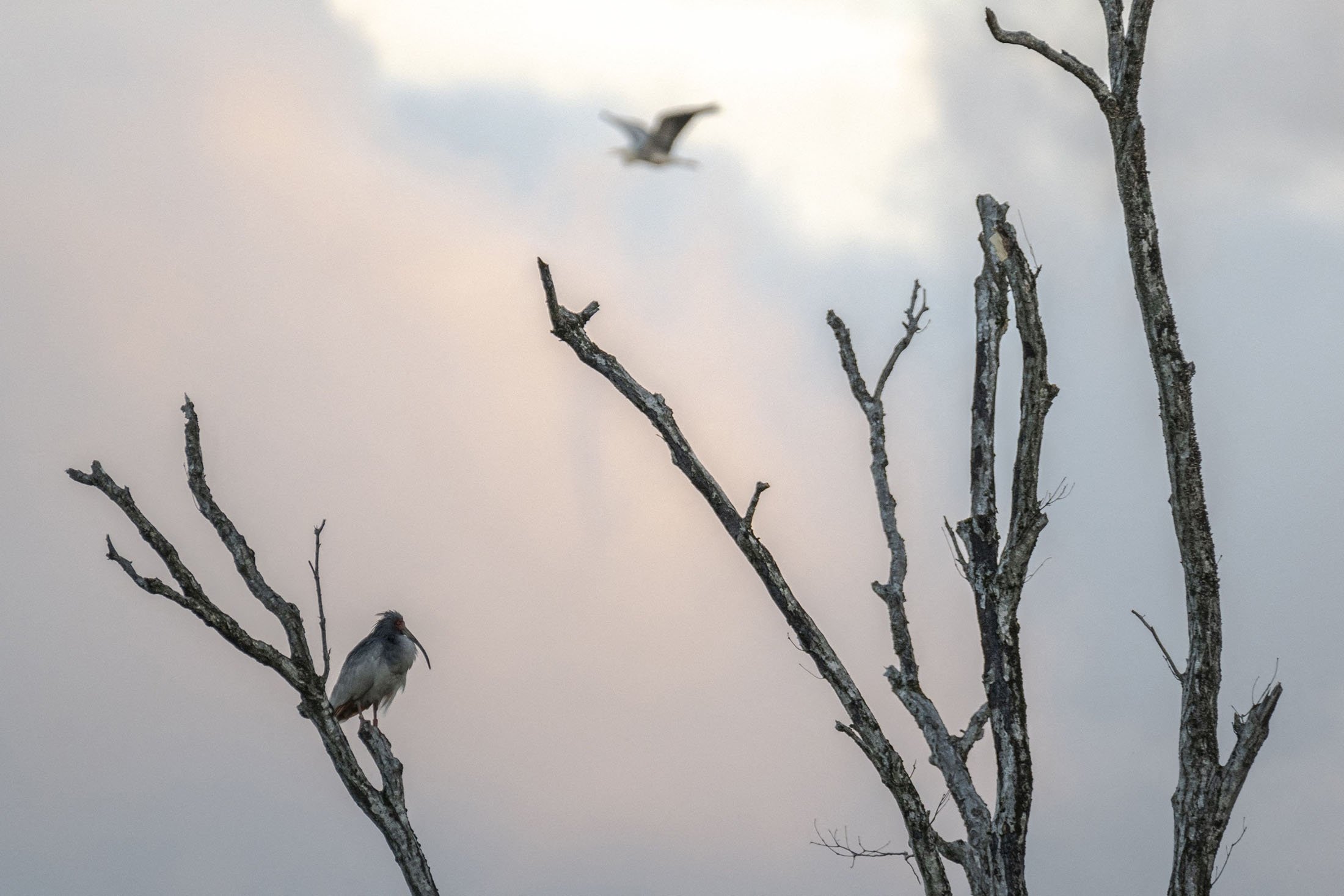 Seekor burung toki liar hinggap di pohon di pulau Sado, prefektur Niigata, Jepang, 8 Mei 2022. (AFP Photo)