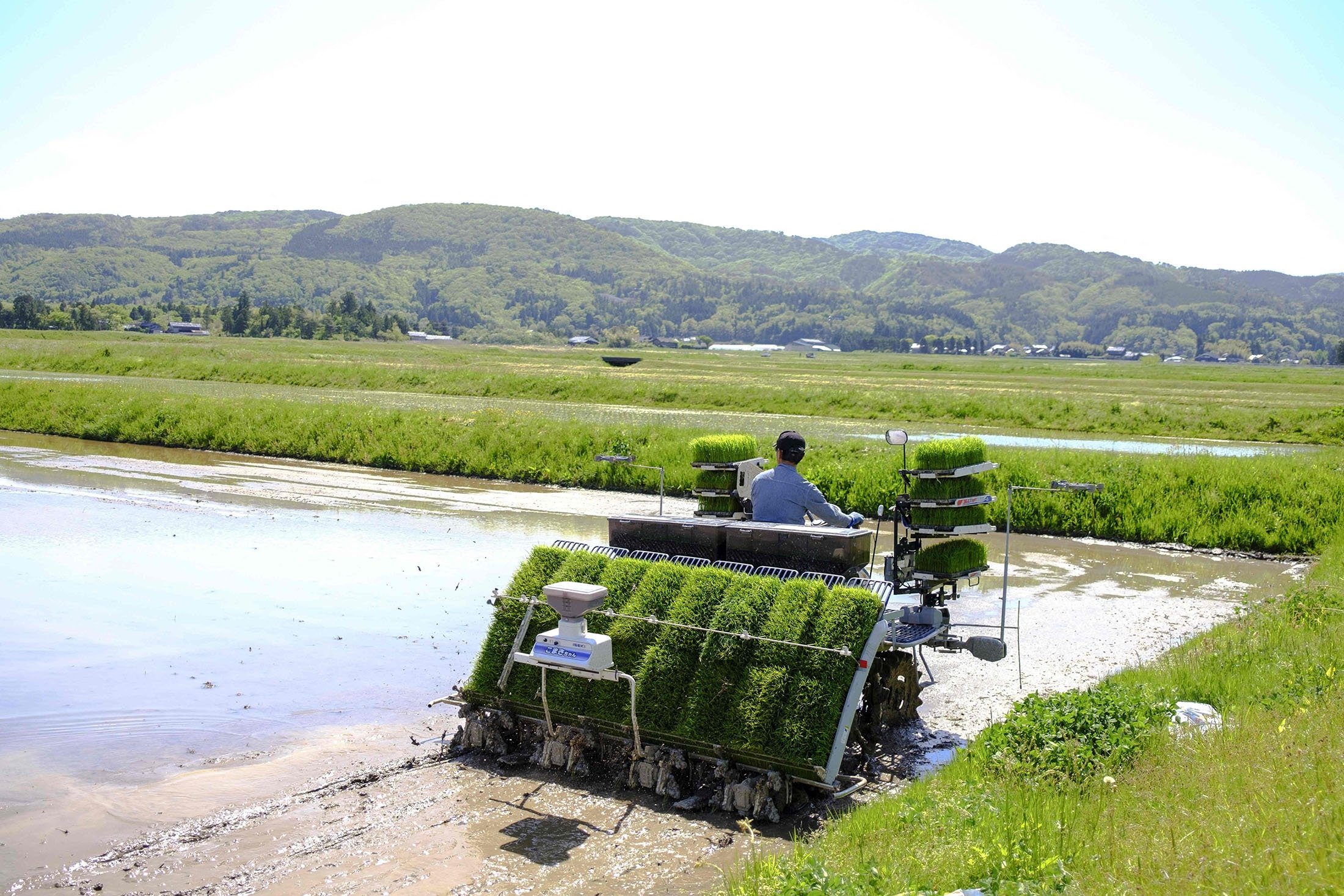 Farmer Shinichiro Saito works a rice planter in a paddy field where wild toki birds primarily feed, on Sado island, Niigata prefecture, Japan, May 8, 2022. (AFP Photo)
