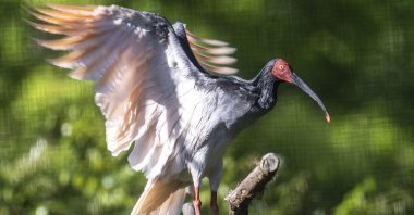 A captive toki bird on Sado island, Niigata prefecture, Japan, May 8, 2022. (AFP Photo)