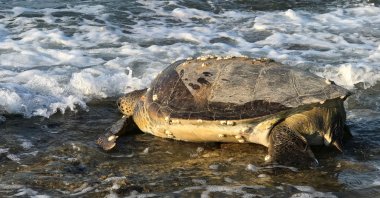 A Caretta caretta turtle reaches the sea in Mersin, Turkey, June 20, 2022. (IHA Photo)