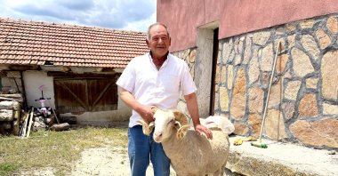 Ahmet Kök pets his ram, in Eskişehir, central Turkey, June 21, 2022. (İHA PHOTO)
