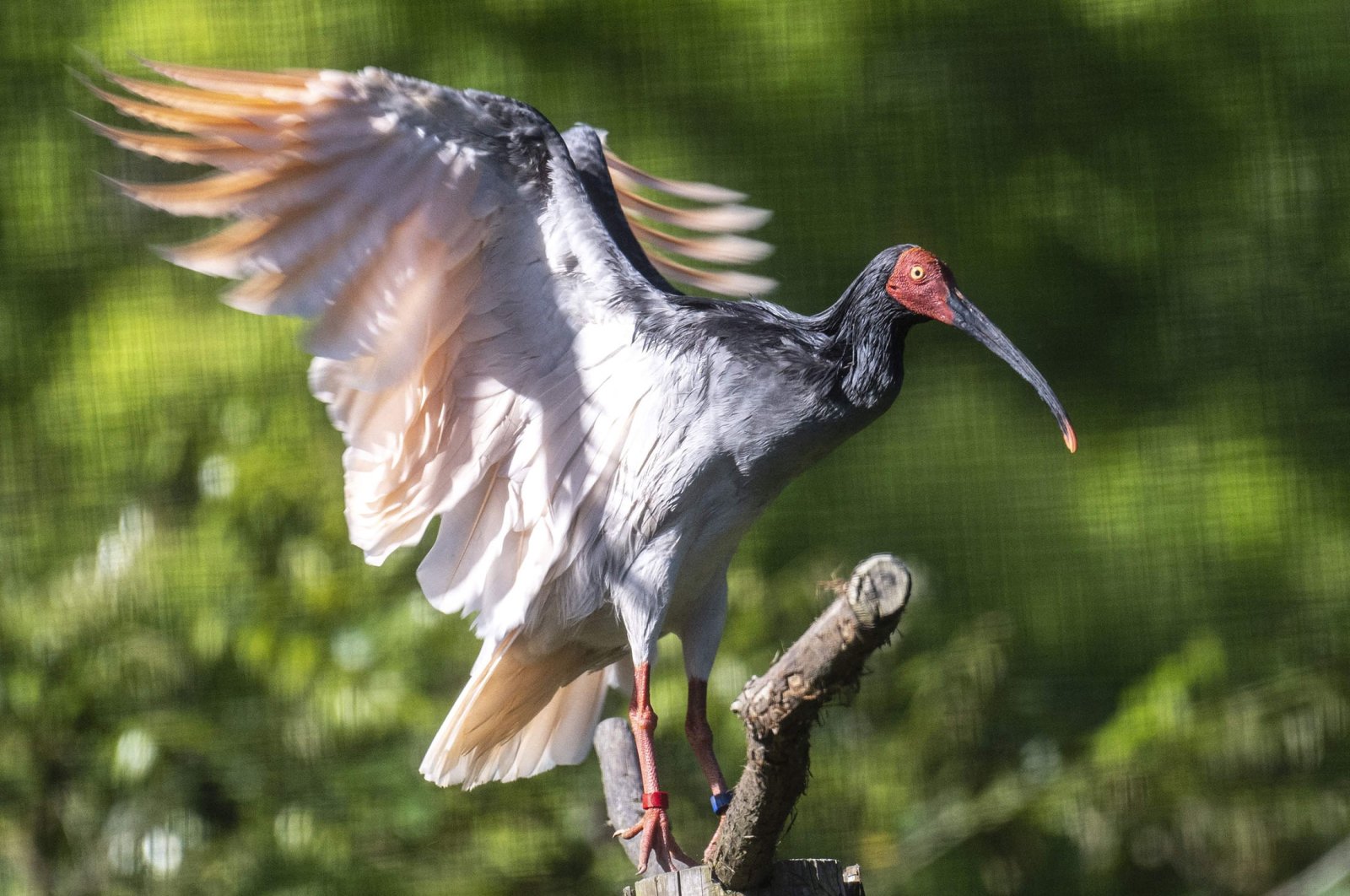 Bangkit dari abu: Burung Jepang kembali dari kepunahan seperti phoenix