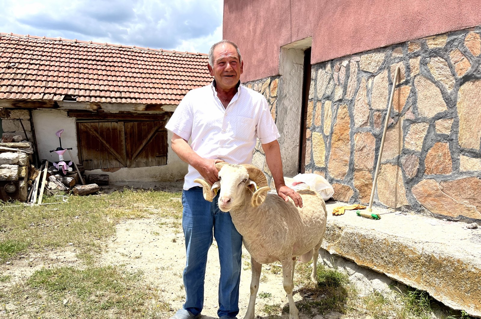 Domba yang setia mengikuti jalan anjing, kembali ke pemilik Turki