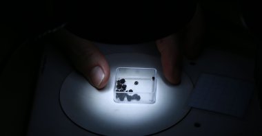 Ancient grape seeds can be seen, in Adana, Turkey, June 18, 2022. (AA Photo)