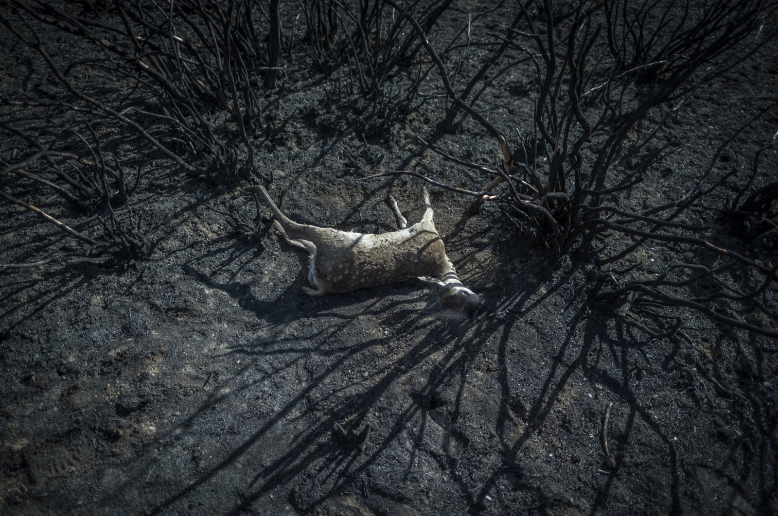 Aftermath of the Sierra de la Culebra wildfire in Villardeciervos, Zamora province, Spain, June 21, 2022. (EPA Photo)