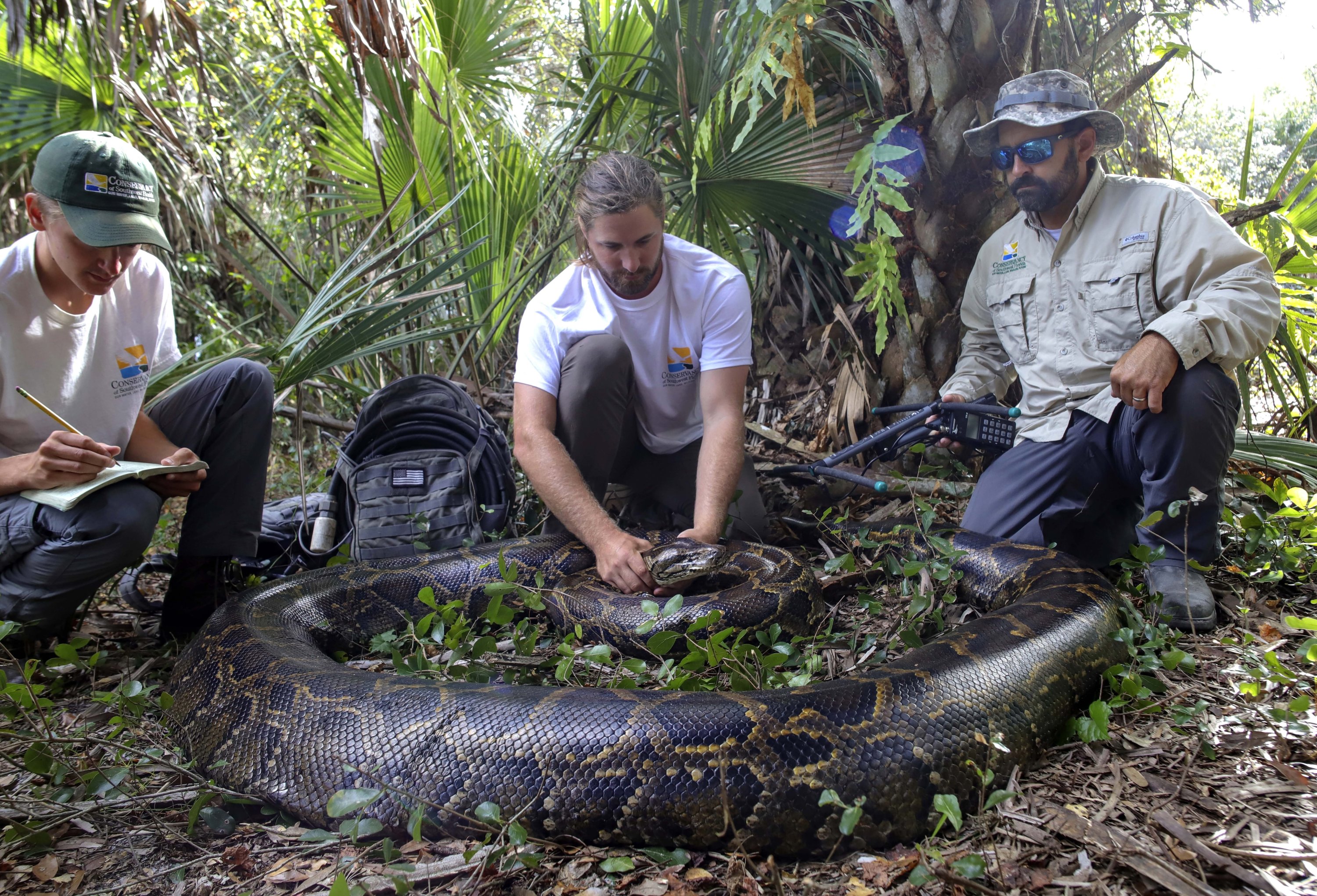 This photo provided by the Conservancy of Southwest Florida shows biologists Ian Bartoszek (L) and Ian Easterling (C) with intern Kyle Findley and a 17.7-foot, 215-pound female Burmese python captured by tracking a male scout snake in Florida, U.S., Jan. 12, 2022. (AP Photo)