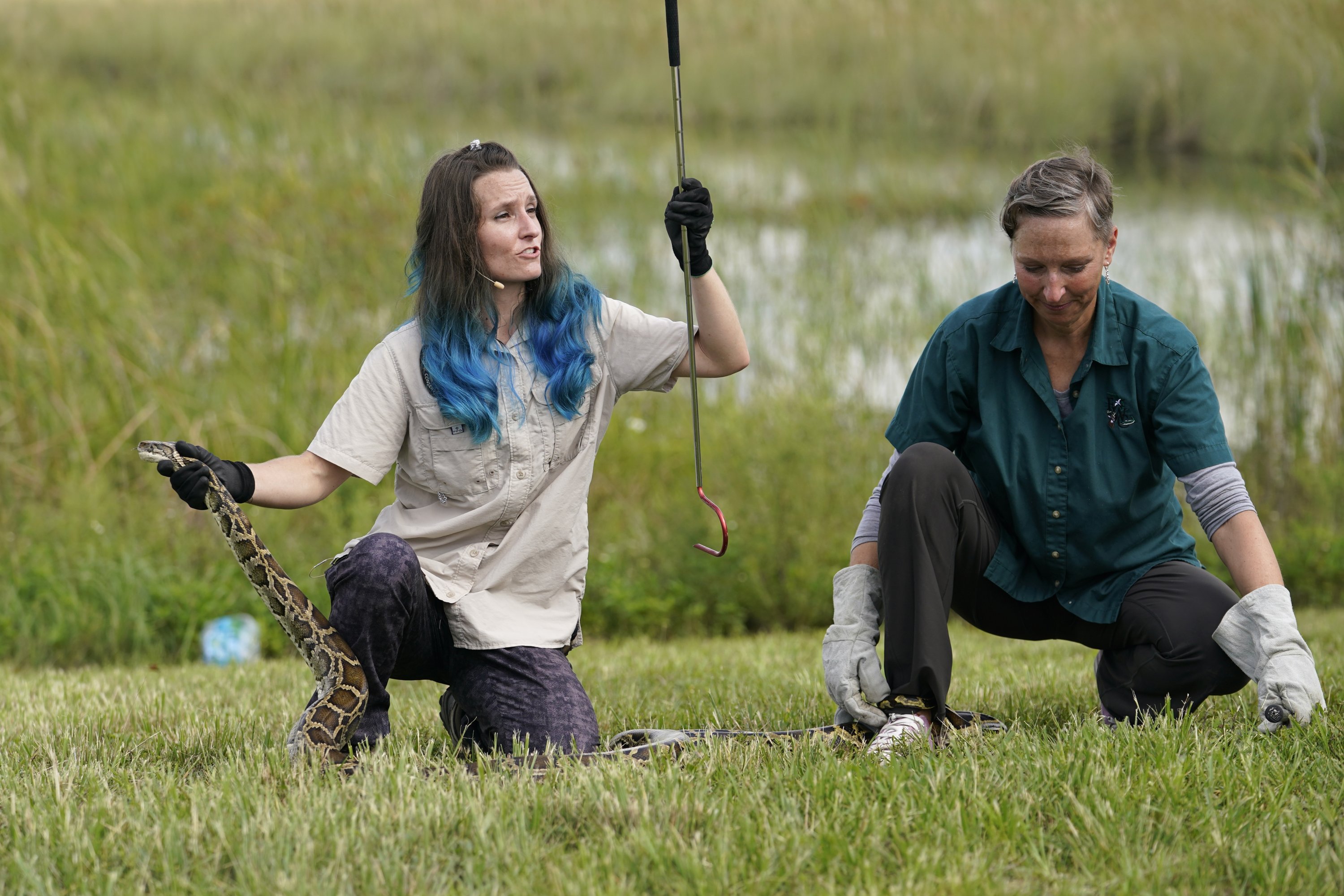 McKayla Spencer (L), and Jan Fore of the Florida Fish and Wildlife Conservation Commission (FWC), demonstrating a safe capture of a Burmese python at a media event where Florida Gov.  Ron DeSantis announced that registration for the 2022 Florida Python Challenge has opened for the annual 10-day event to be held Aug 5-14, Florida, US, June 16, 2022. (AP Photo)