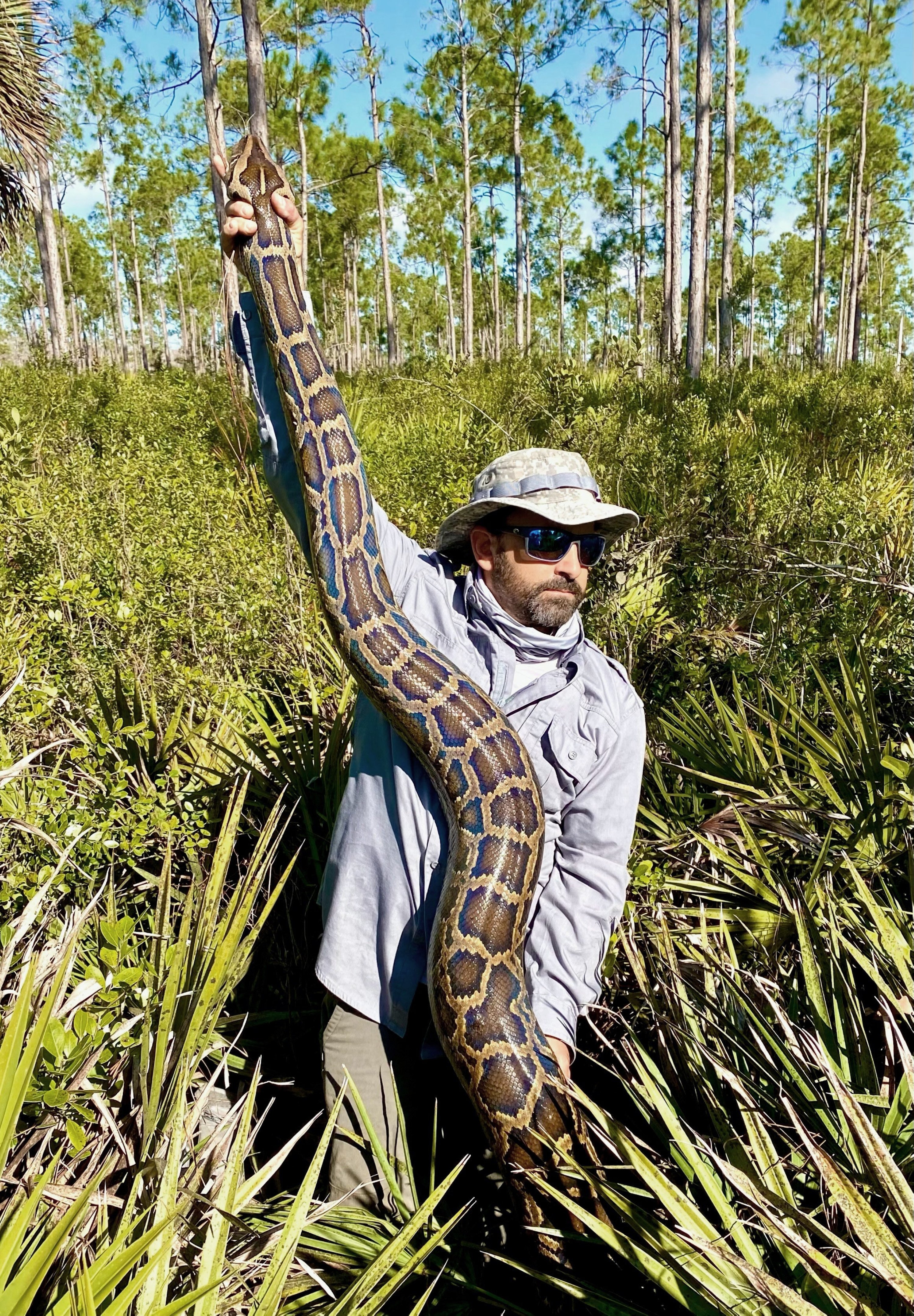 Foto ini disediakan oleh Conservancy of Southwest Florida menunjukkan ahli biologi Ian Bartoszek dengan ular piton Burma betina setinggi 15 kaki yang ditangkap dengan melacak seekor ular pramuka jantan di Picayune Strand State Forest, Florida, AS, 22 Juni 2022. (AP Photo)