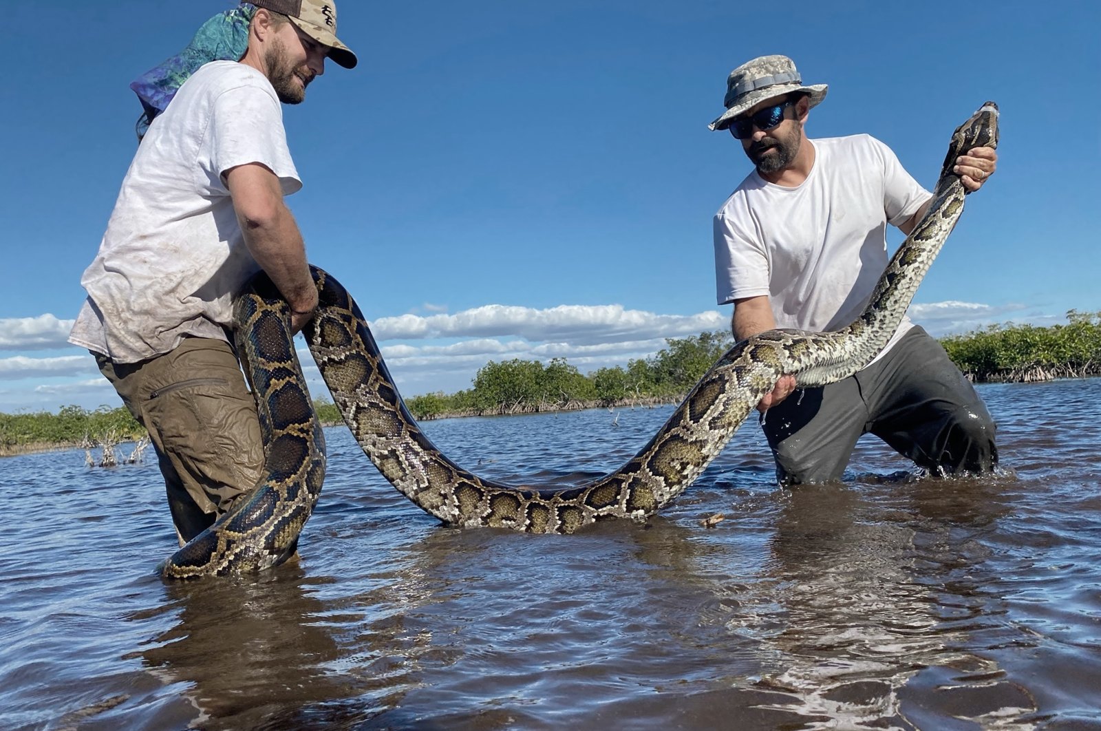 The photo provided by the Conservancy of Southwest Florida shows biologists Ian Easterling (L) and Ian Bartoszek with a 14-foot female Burmese python captured in the mangrove habitat of southwestern Florida, U.S., Jan. 19, 2022. (AP Photo)