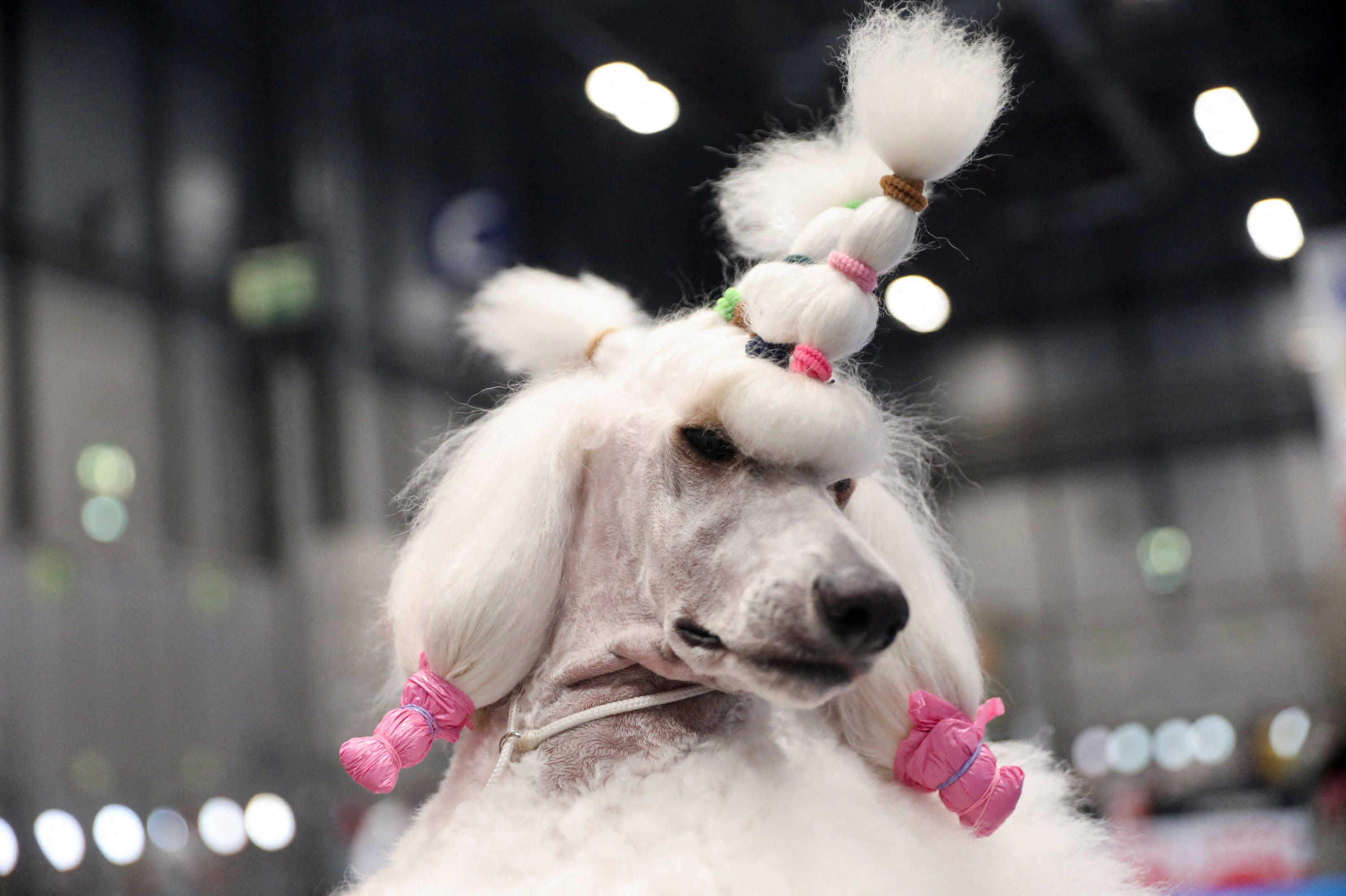 A standard poodle is pictured at the World Dog Show 2022, which more than 15,000 dogs from around the world are expected to attend, at the IFEMA conference center in Madrid, Spain, June 23, 2022. (Photo Reuters)