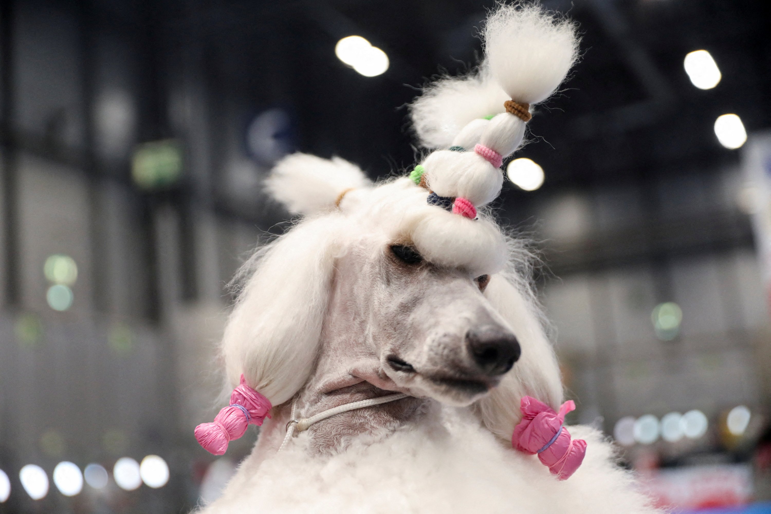 Seekor Pudel Standar diperlihatkan pada Pameran Anjing Dunia 2022, di mana lebih dari 15.000 anjing dari seluruh dunia diharapkan hadir, di pusat konferensi IFEMA di Madrid, Spanyol, 23 Juni 2022. (Foto Reuters)