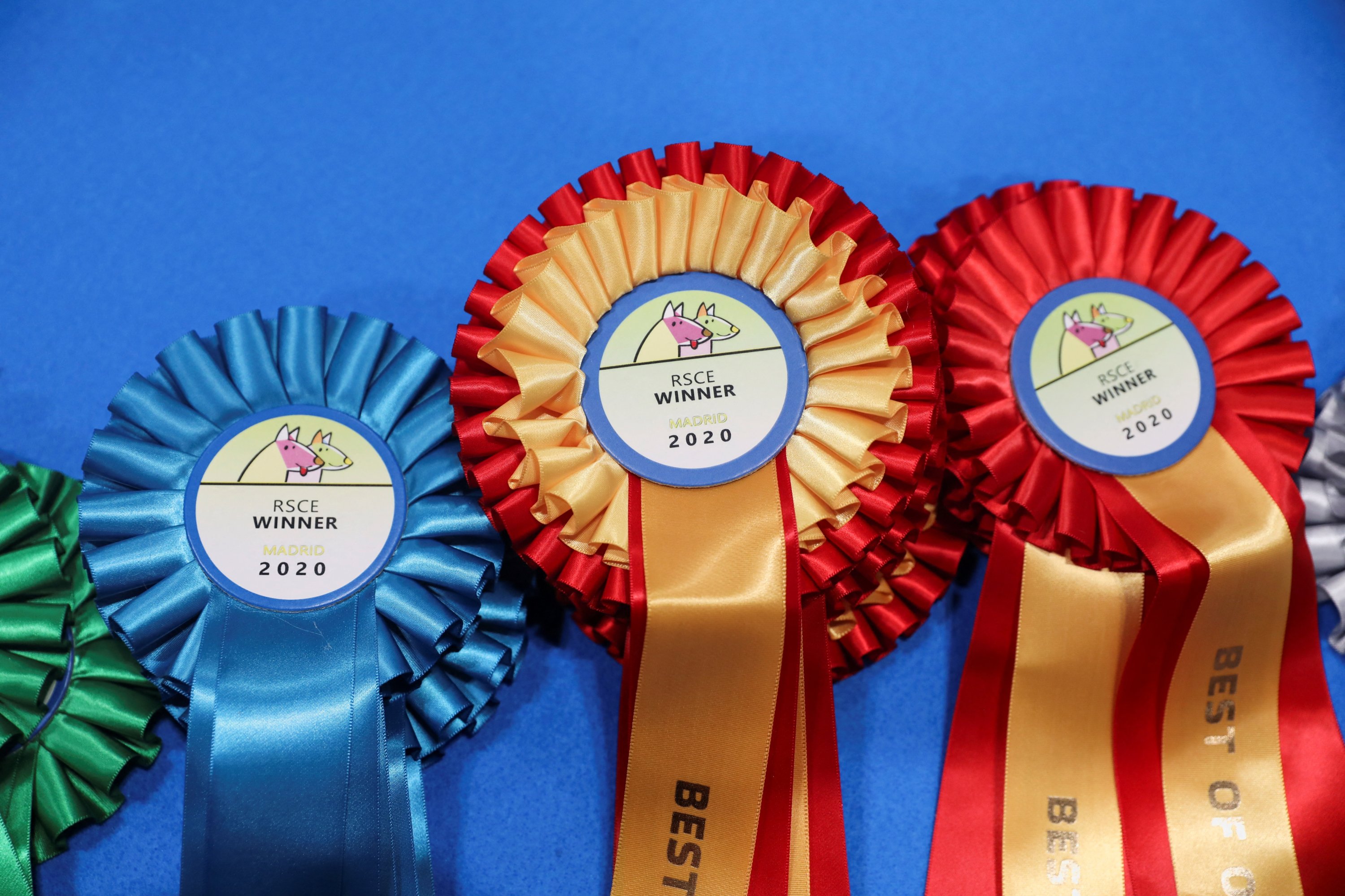 Rosette dipajang di World Dog Show 2022, di mana lebih dari 15.000 anjing dari seluruh dunia diharapkan hadir, di pusat konferensi IFEMA di Madrid, Spanyol, 23 Juni 2022. (Foto Reuters)