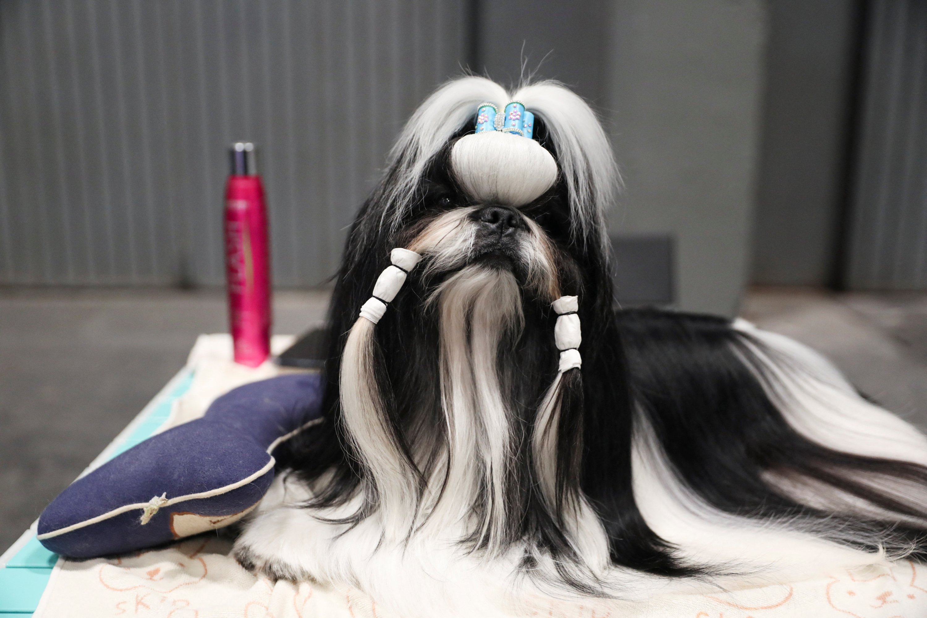 A Shih Tzu rests at a grooming table at the World Dog Show 2022, which more than 15,000 dogs from around the world are expected to attend, at the IFEMA conference center in Madrid, Spain, June 23, 2022. (Photo Reuters)