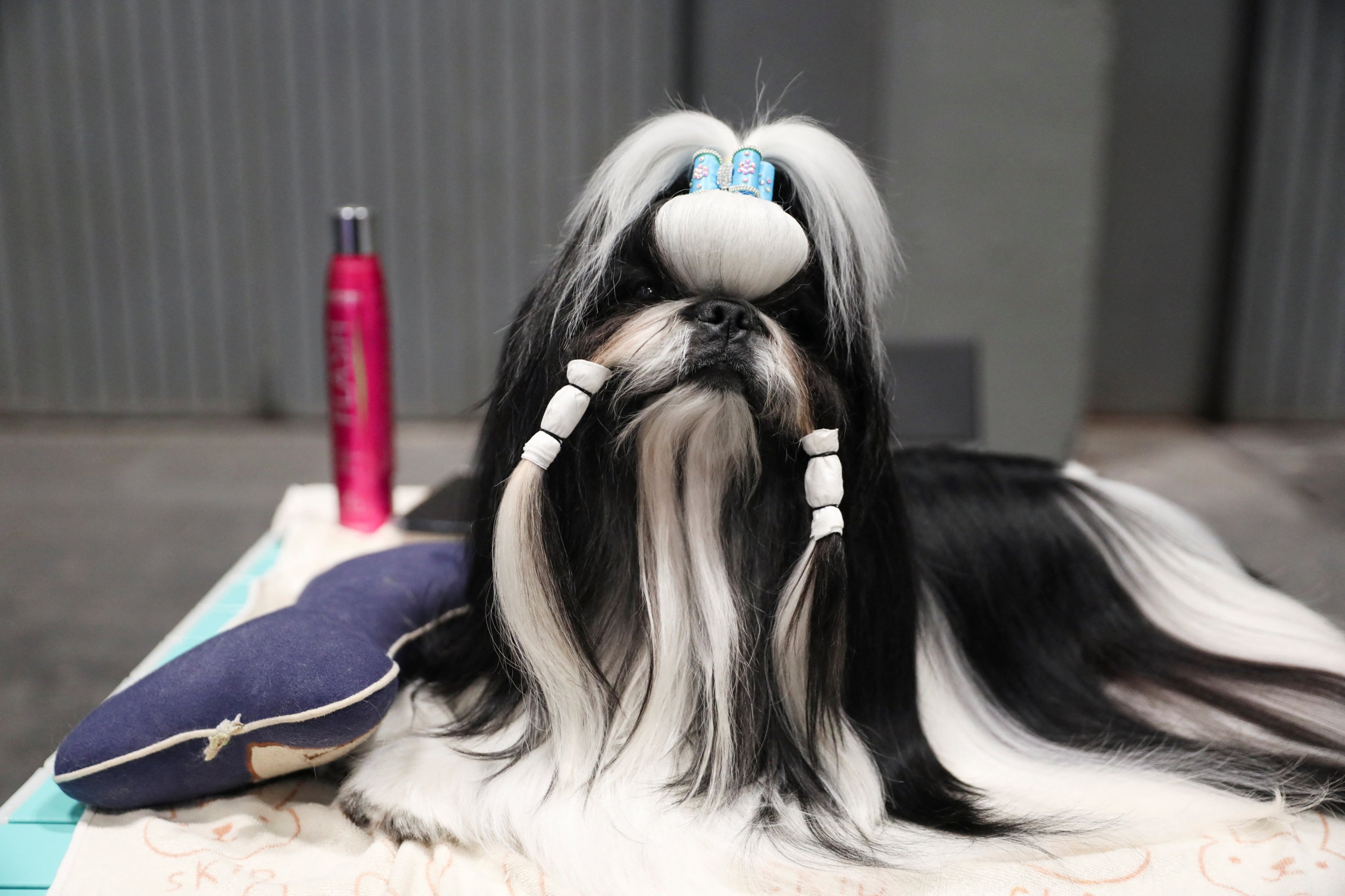 Seekor Shih Tzu beristirahat di meja perawatan di World Dog Show 2022, di mana lebih dari 15.000 anjing dari seluruh dunia diharapkan hadir, di pusat konferensi IFEMA di Madrid, Spanyol, 23 Juni 2022. (Foto Reuters)