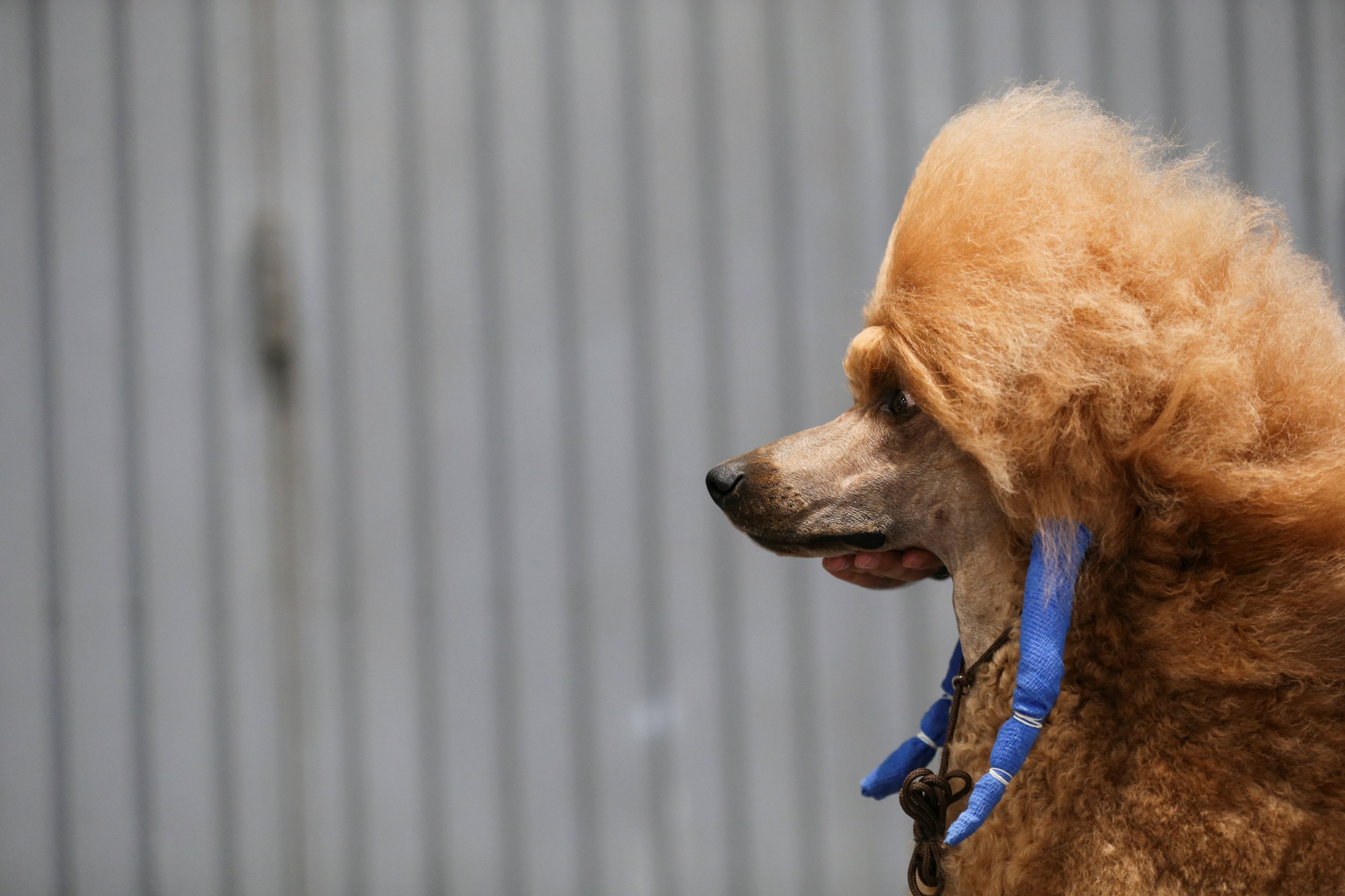 Seekor Pudel Standar diperlihatkan pada Pameran Anjing Dunia 2022, di mana lebih dari 15.000 anjing dari seluruh dunia diharapkan hadir, di pusat konferensi IFEMA di Madrid, Spanyol, 23 Juni 2022. (Foto Reuters)