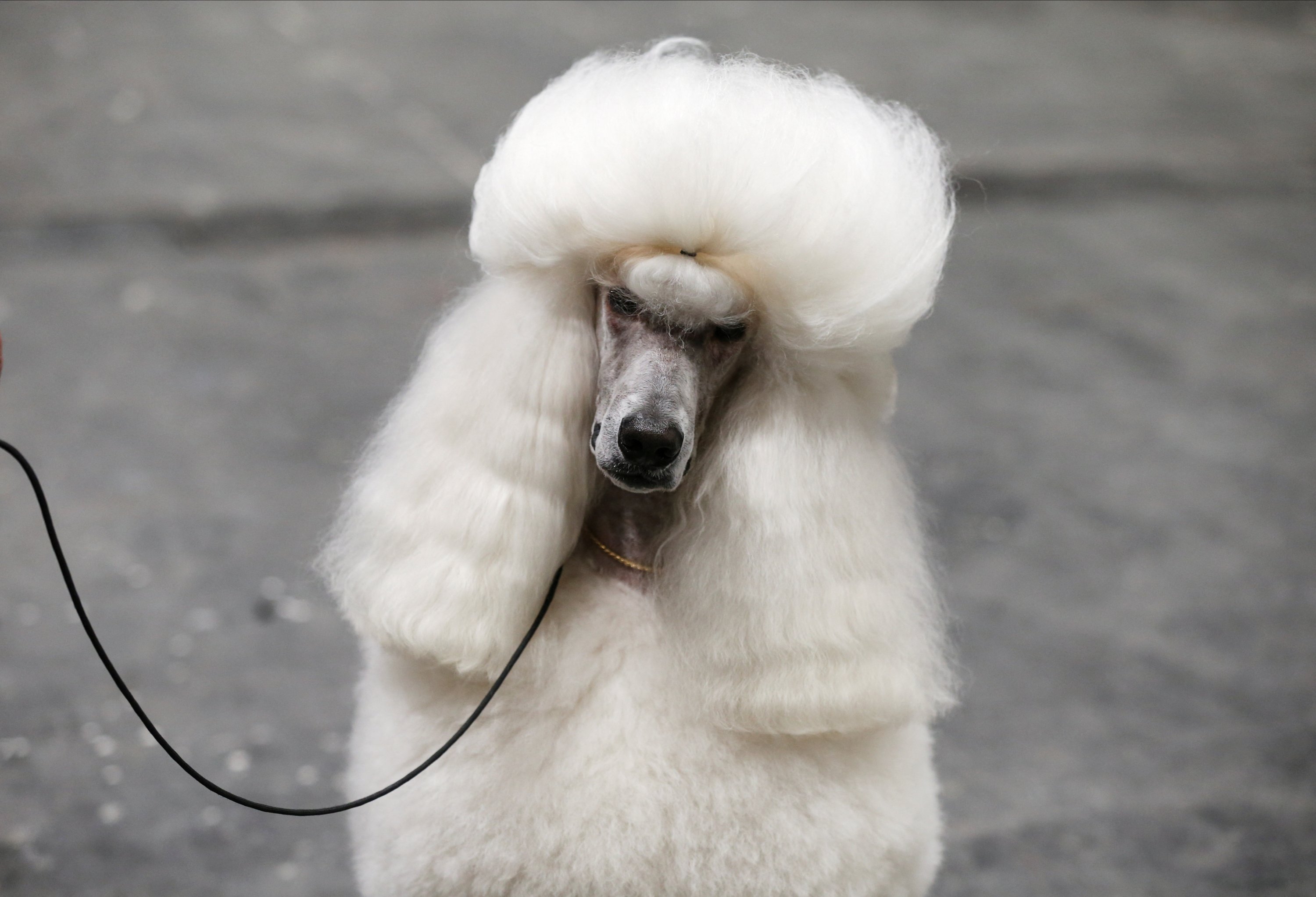 A standard poodle waits before competing at the World Dog Show 2022, where more than 15,000 dogs from around the world are expected, at the IFEMA conference center in Madrid, Spain, June 23, 2022. (Photo Reuters)