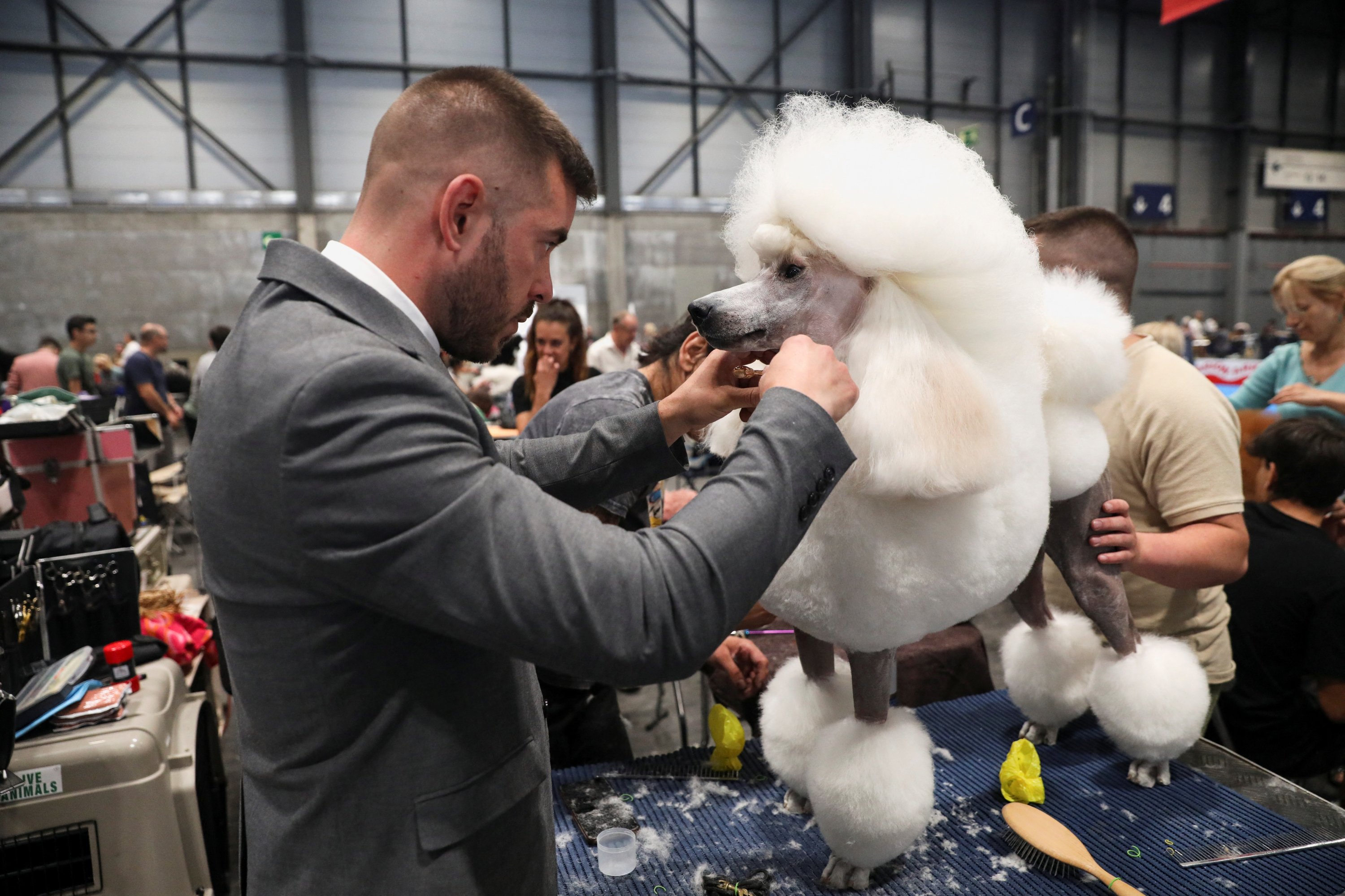 A man grooms his Standard Poodle at the 2022 World Dog Show, where more than 15,000 dogs from all around the globe are expected to attend, at the IFEMA conference center in Madrid, Spain, June, 23, 2022. (Reuters Photo)