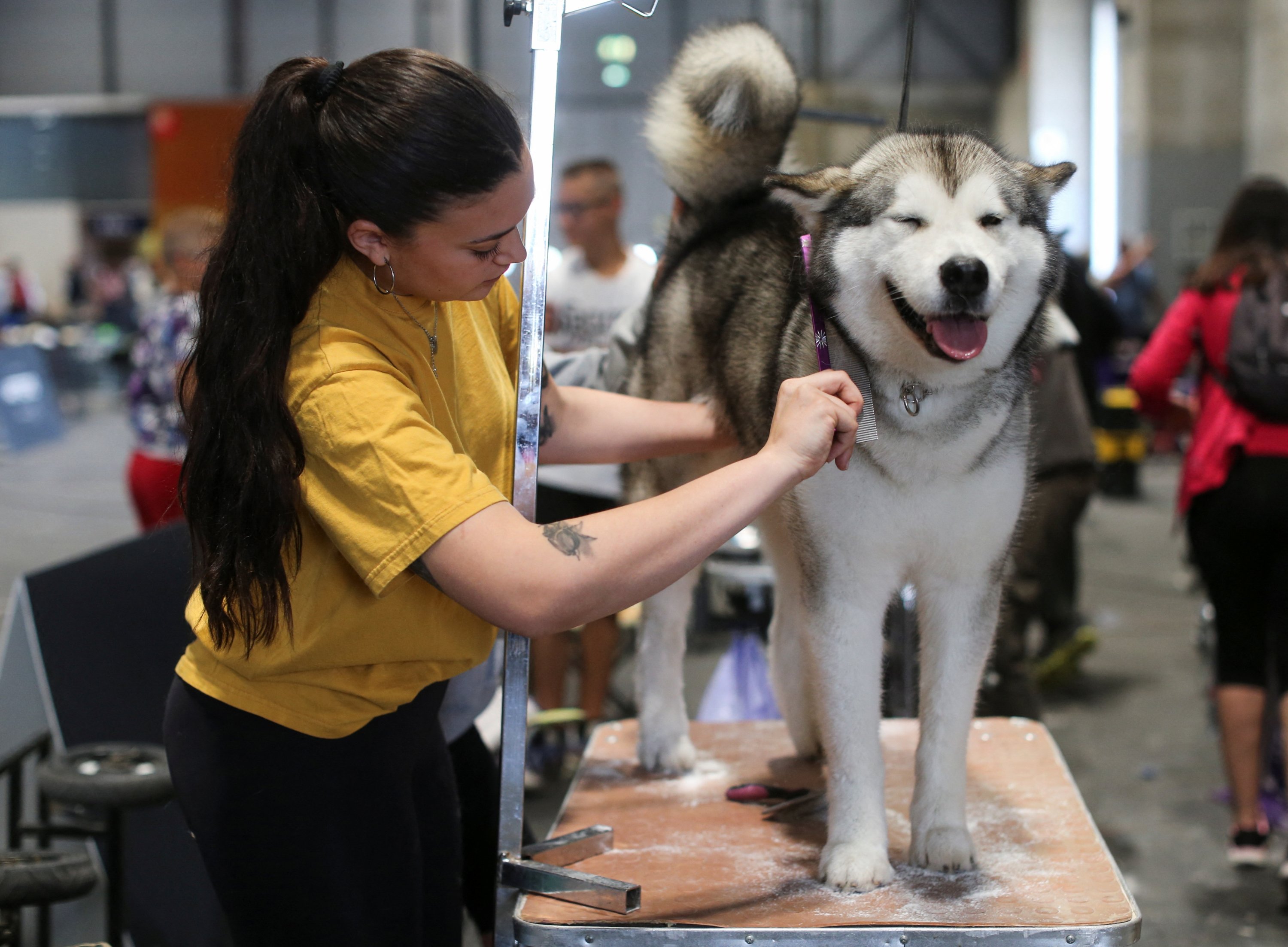 Seorang wanita merawat Alaskan Malamute-nya di World Dog Show 2022, di mana lebih dari 15.000 anjing dari seluruh dunia diharapkan hadir, di pusat konferensi IFEMA di Madrid, Spanyol, 23 Juni 2022. (Foto Reuters)