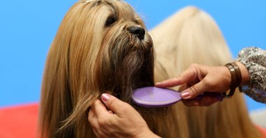 A woman grooms her Maltese at the 2022 World Dog Show, where more than 15,000 dogs from all around the globe are expected to attend, at the IFEMA conference center in Madrid, Spain, June 23, 2022. (Reuters Photo)