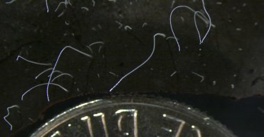 This microscope photo provided by the Lawrence Berkeley National Laboratory shows thin strands of Thiomargarita magnifica bacteria cells next to a U.S. dime coin, California, U.S., June 21, 2022. (AP Photo)