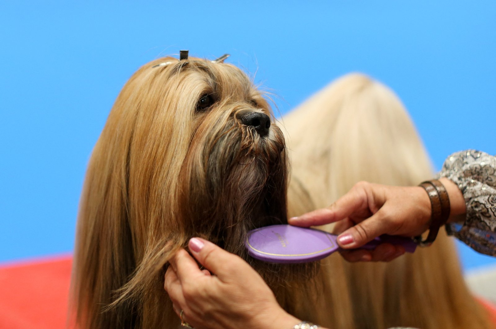 A woman grooms her Maltese at the 2022 World Dog Show, where more than 15,000 dogs from all around the globe are expected to attend, at the IFEMA conference center in Madrid, Spain, June 23, 2022. (Reuters Photo)
