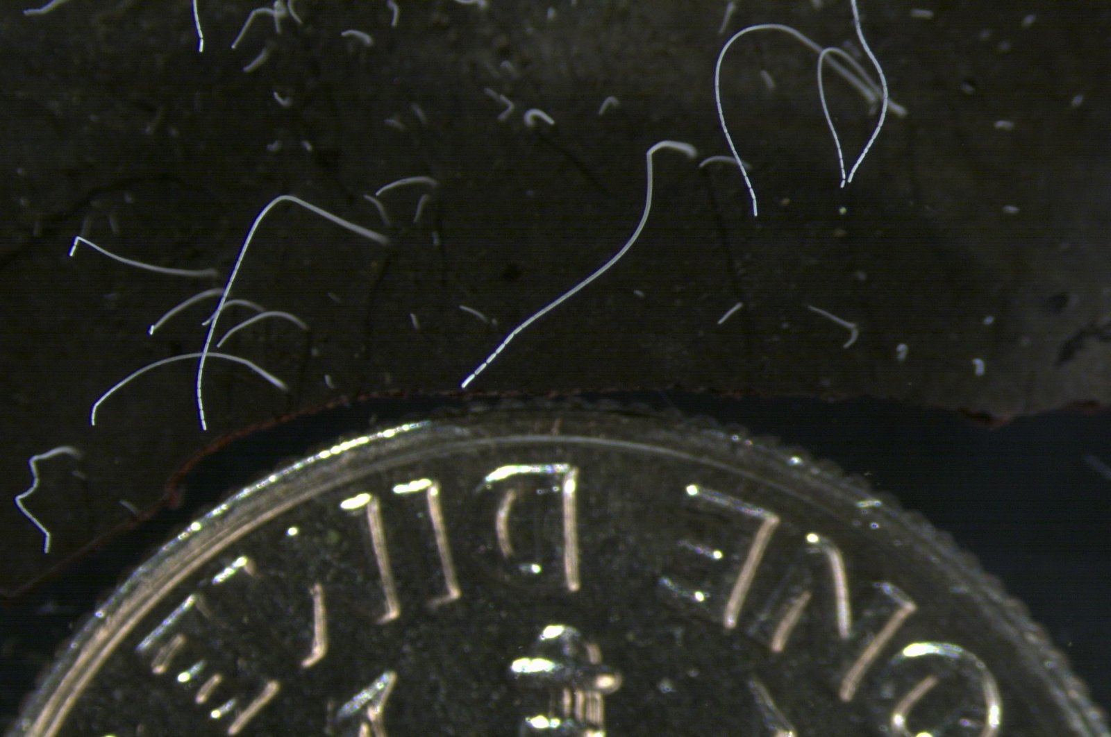 This microscope photo provided by the Lawrence Berkeley National Laboratory shows thin strands of Thiomargarita magnifica bacteria cells next to a U.S. dime coin, California, U.S., June 21, 2022. (AP Photo)