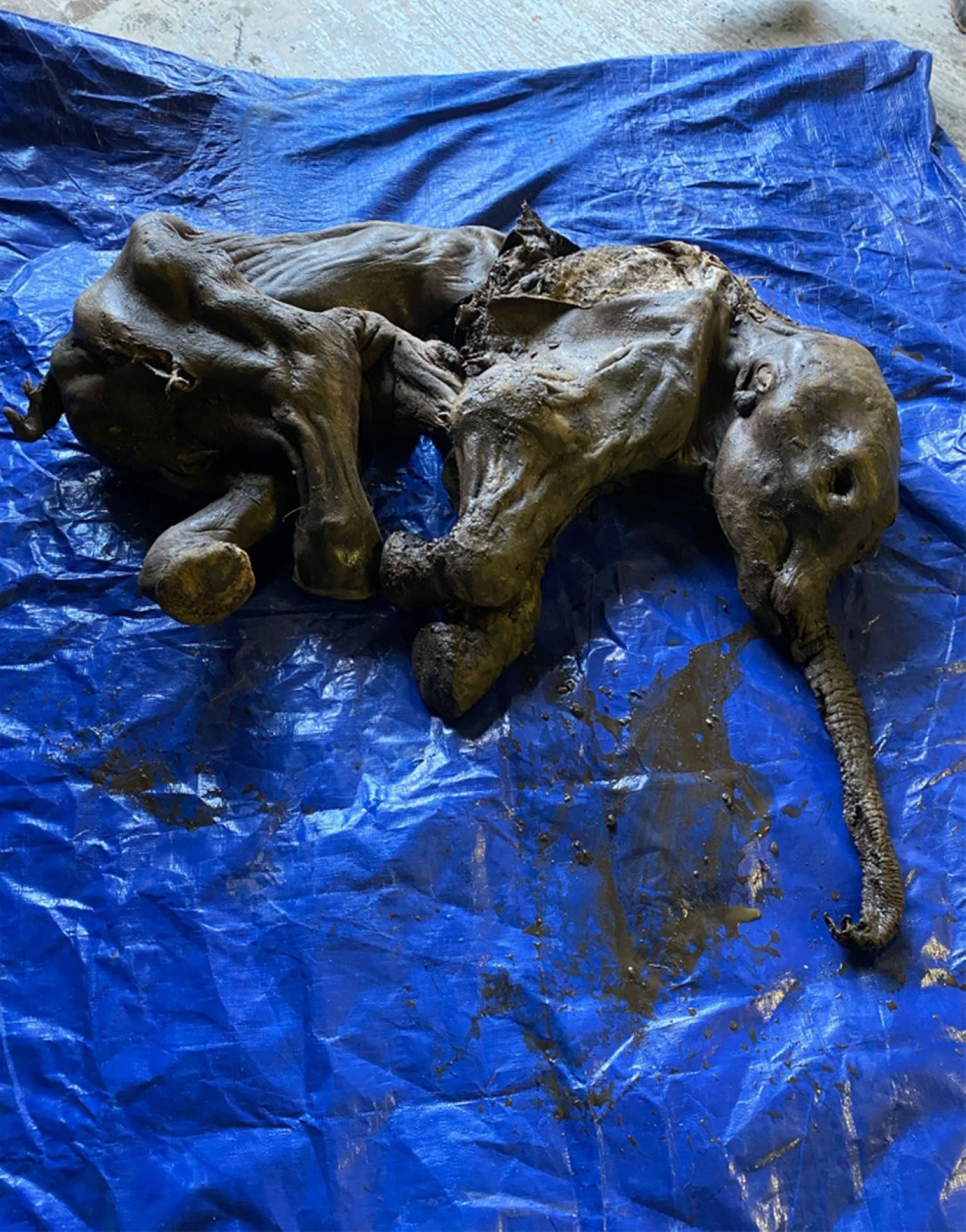 A complete baby woolly mammoth named Nun cho ga which was found in Yukon&#039;s Eureka Creek, south of Dawson City, Canada, June 25, 2022. (Government of Yukon Handout via AFP)