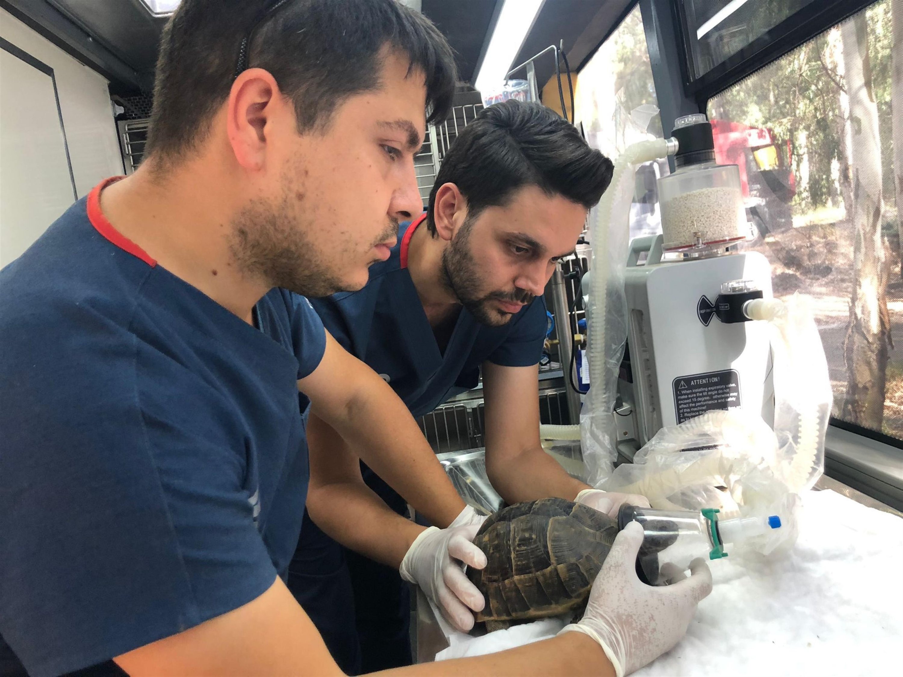 Dokter hewan merawat penyu yang menderita keracunan karbon monoksida di Marmaris, Turki, 26 Juni 2022. (Foto DHA)