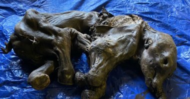A complete baby woolly mammoth named Nun cho ga which was found in Yukon's Eureka Creek, south of Dawson City, Canada, June 25, 2022. (Government of Yukon Handout via AFP)