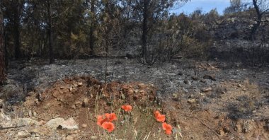 Mountain tulip unharmed by the forest fire is seen in Marmaris, Turkey, June 26, 2022. (DHA Photo)
