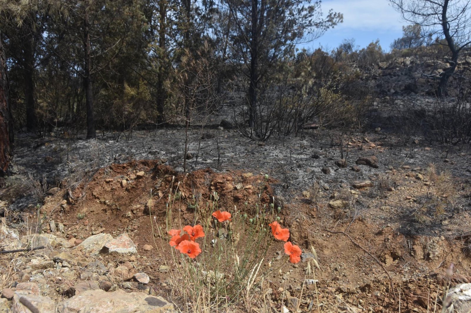 Mountain tulip unharmed by the forest fire is seen in Marmaris, Turkey, June 26, 2022. (DHA Photo)