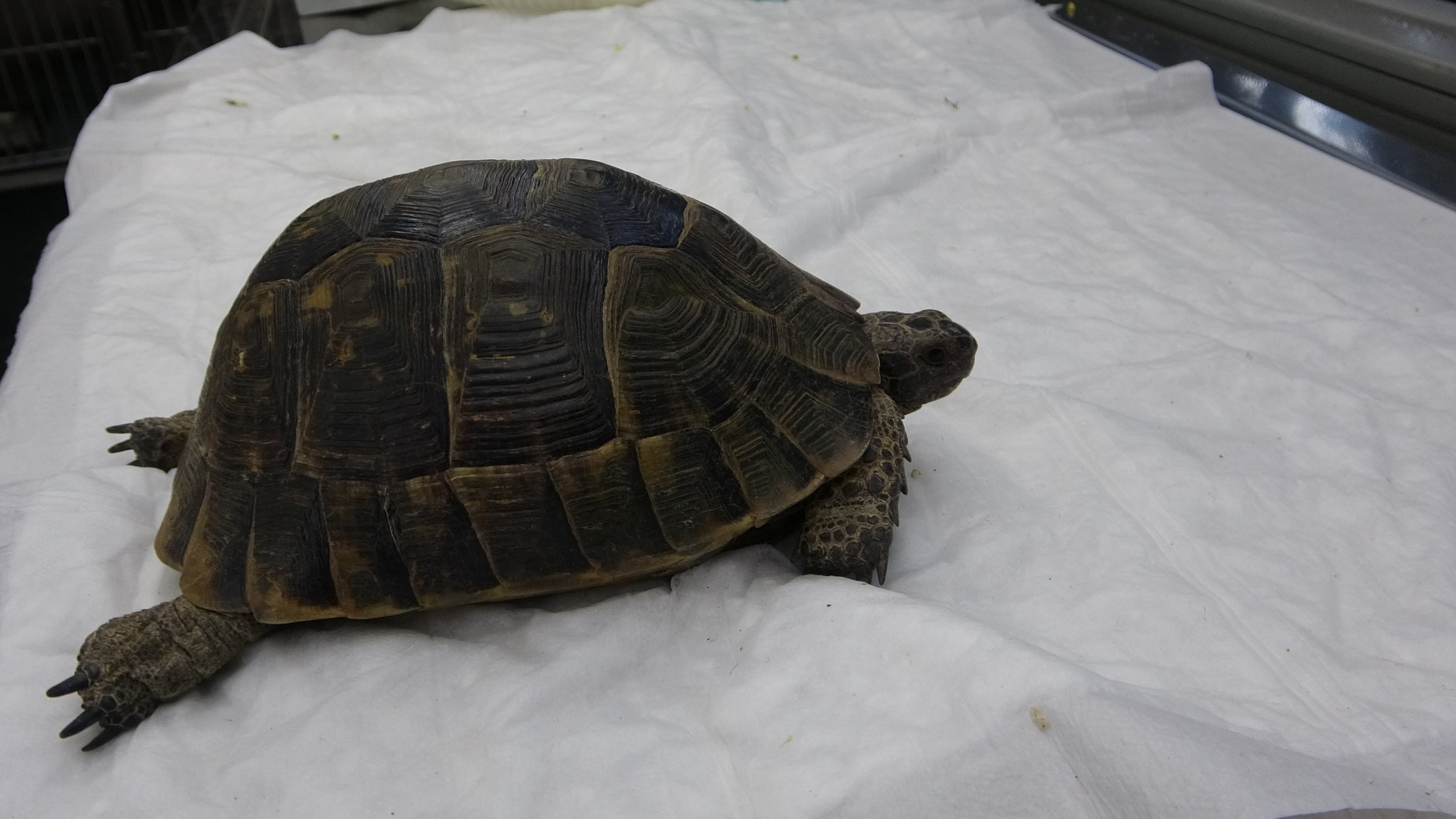 A turtle poisoned by carbon monoxide in a wildfire in Turkey's southwestern resort town of Marmaris was brought back to life thanks to oxygen therapy, Muğla, Turkey, June 26, 2022. (IHA Photo)