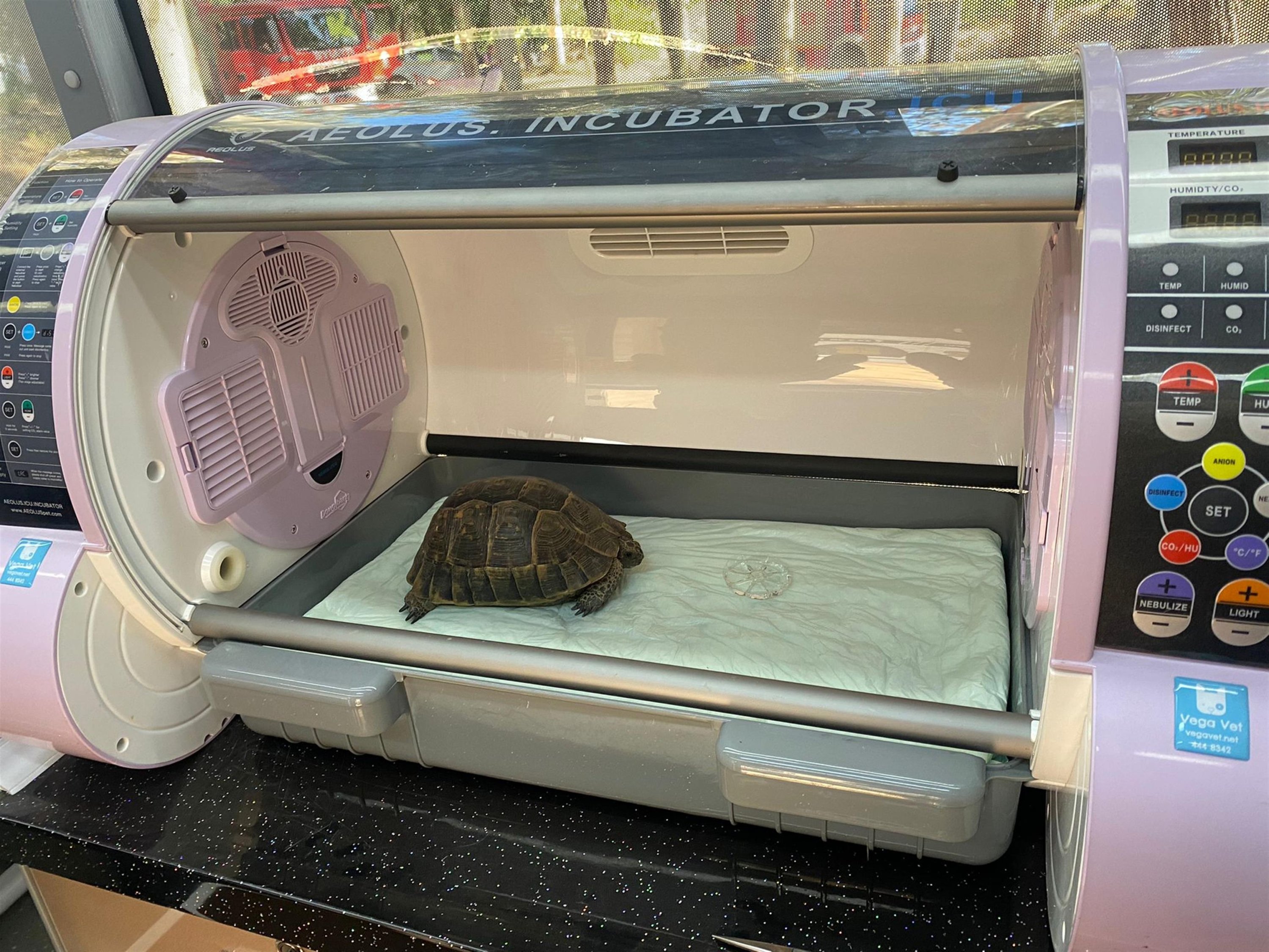 A turtle poisoned by carbon monoxide in a wildfire in Turkey's southwestern resort town of Marmaris was brought back to life thanks to oxygen therapy, Muğla, Turkey, June 26, 2022. (AA Photo)