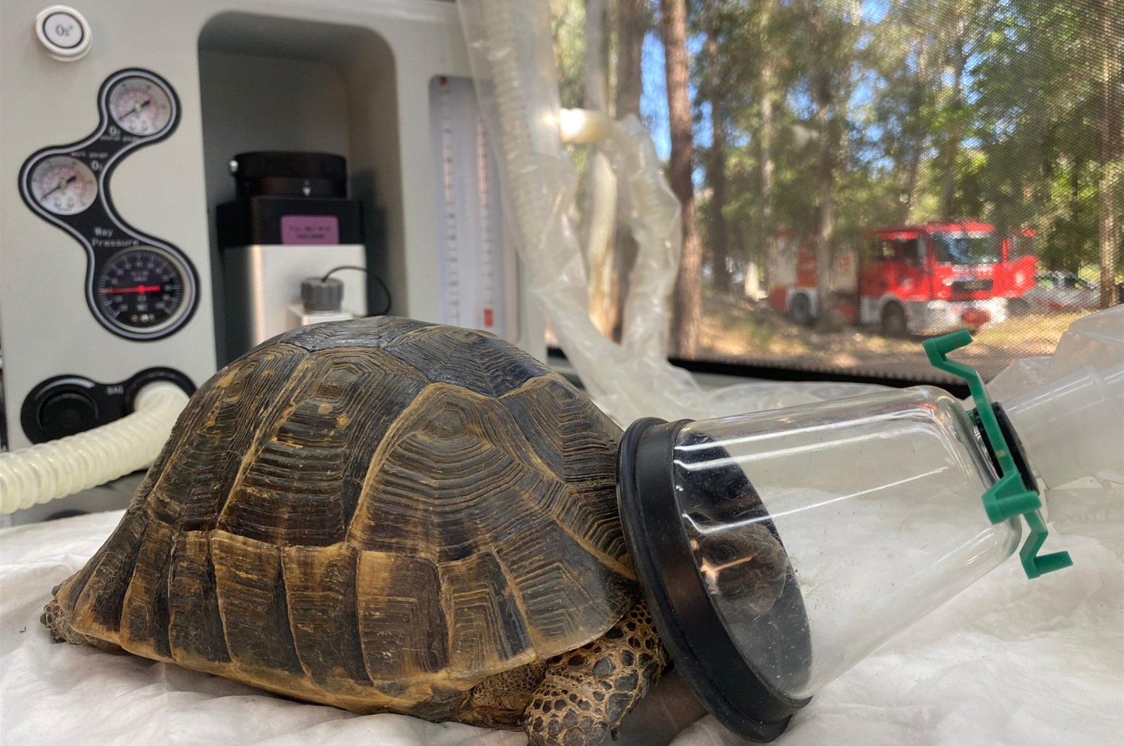 A turtle poisoned by carbon monoxide in a wildfire in Turkey&#039;s southwestern resort town of Marmaris was brought back to life thanks to oxygen therapy, Muğla, Turkey, June 26, 2022. (AA Photo)