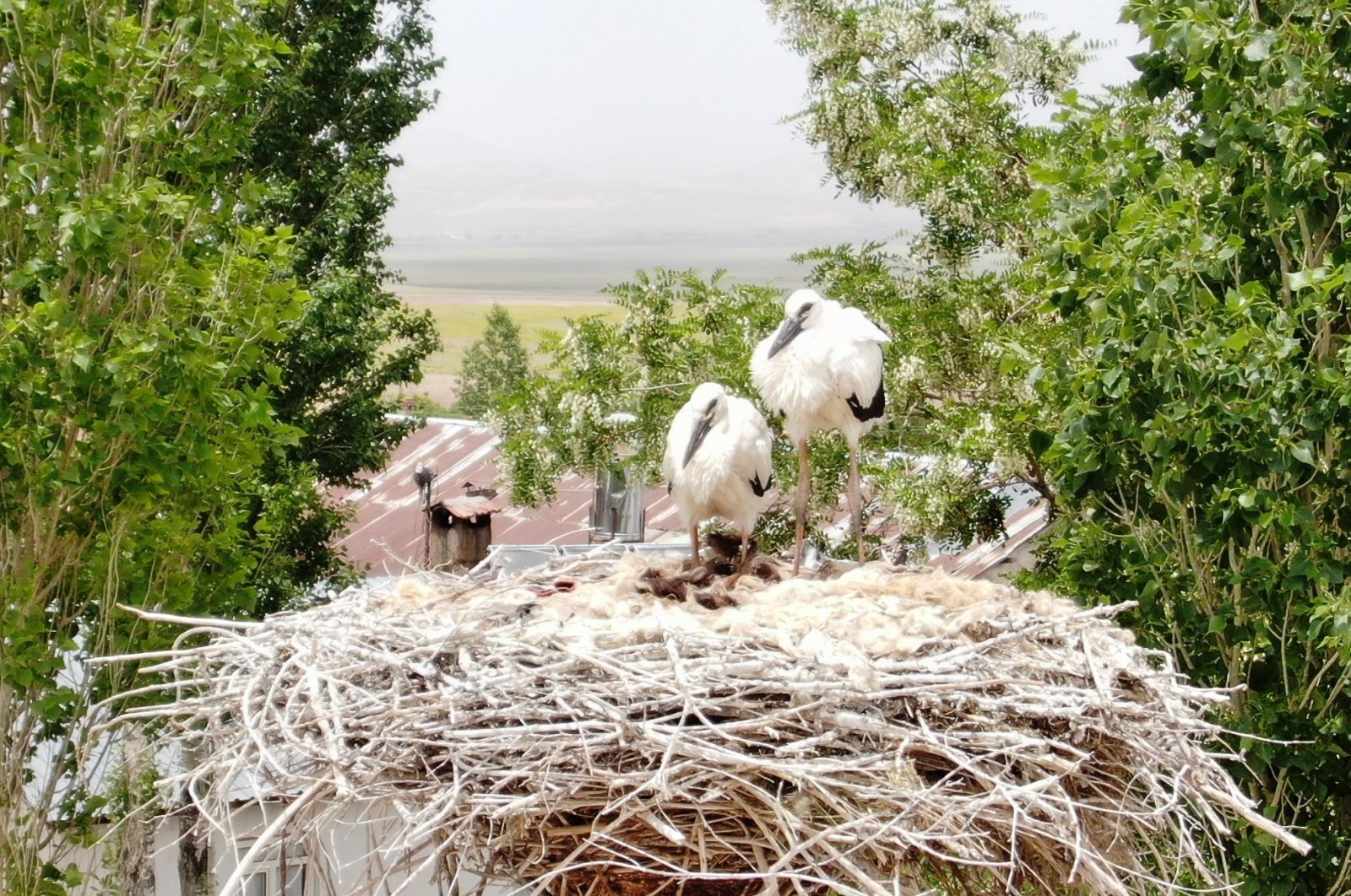 A group of storks has been nestling on the same pole for 46 years, Van, Turkey, June 27, 2022. (IHA Photo)